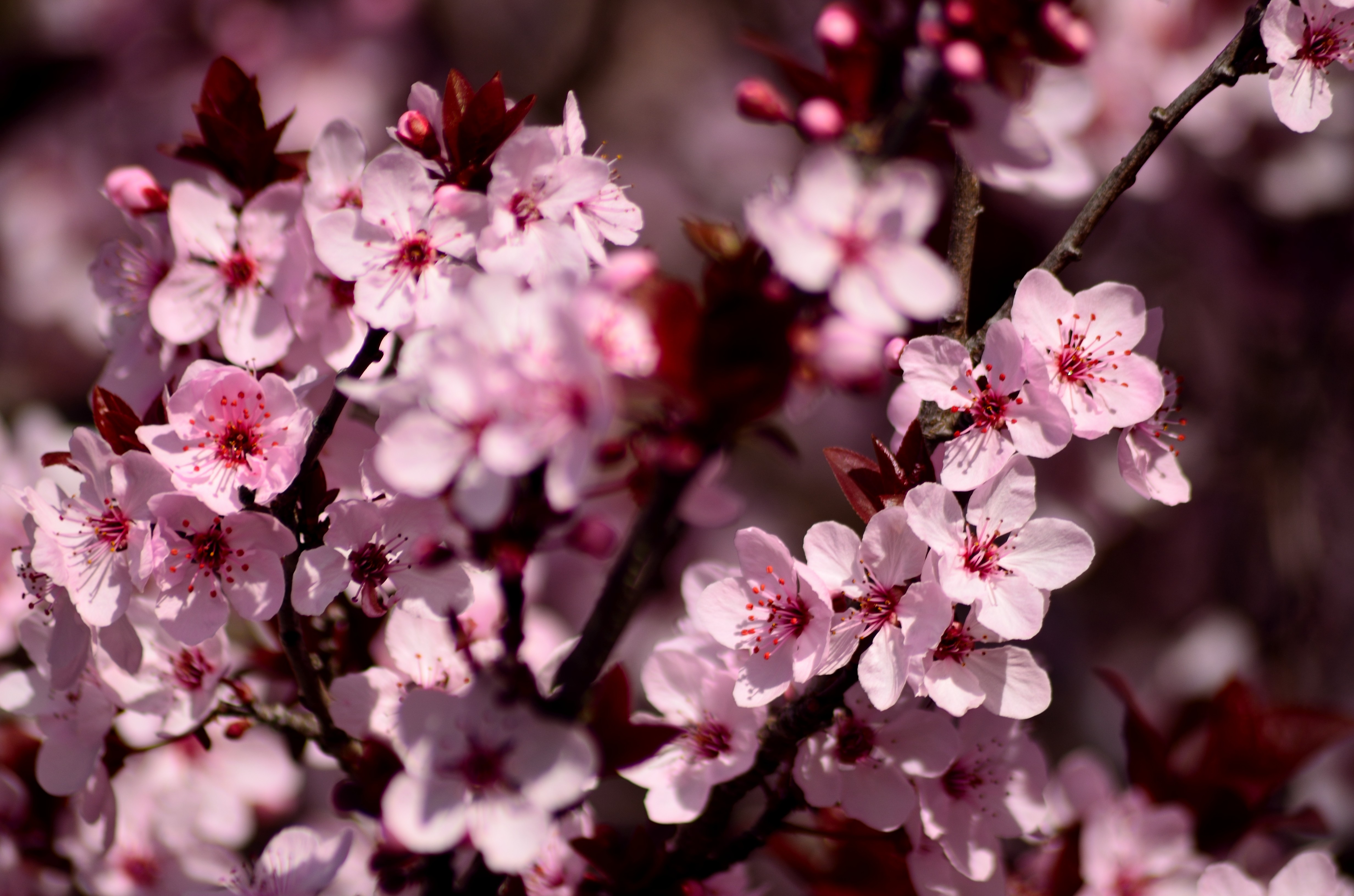 99527 télécharger le fond d'écran sakura, fleurs, rose, pétales - économiseurs d'écran et images gratuitement