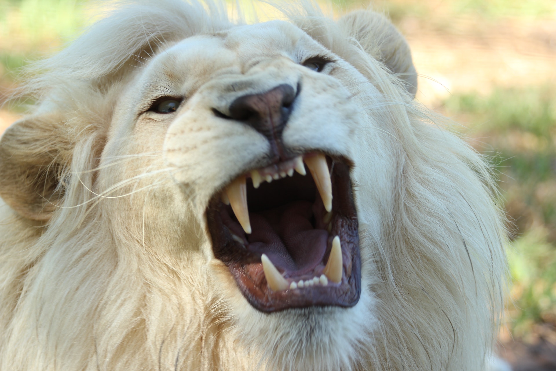 белый лев фото животного