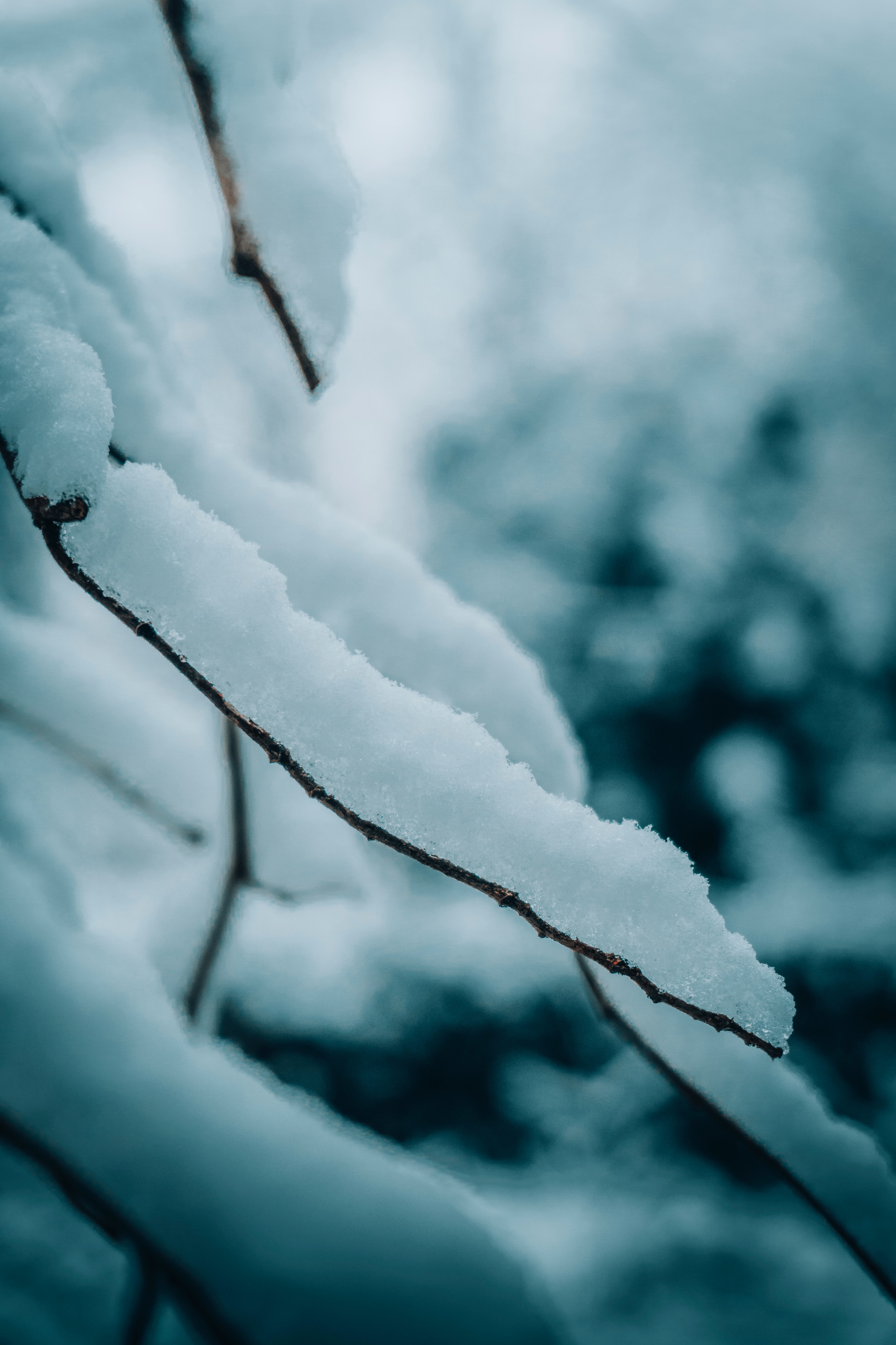 144484 descargar fondo de pantalla invierno, naturaleza, nieve, macro, sucursales, ramas: protectores de pantalla e imágenes gratis