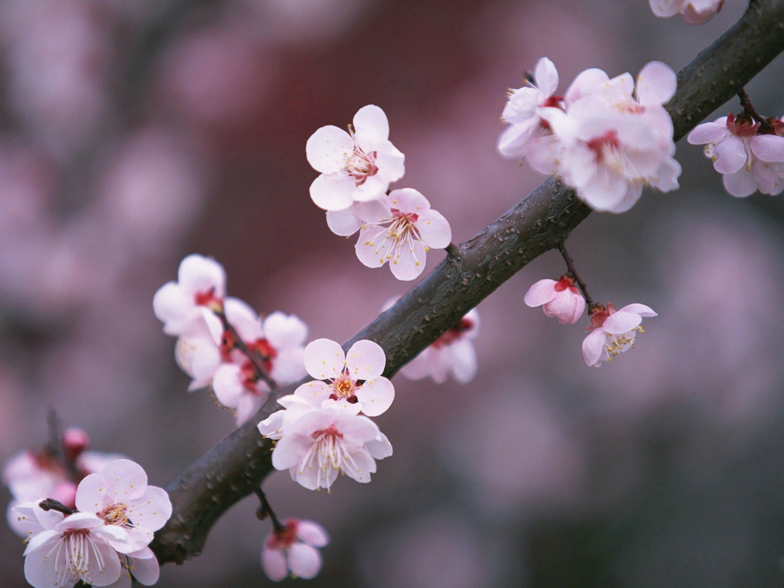 73228 télécharger le fond d'écran sakura, fleurs, fermer, gros plan, branche - économiseurs d'écran et images gratuitement