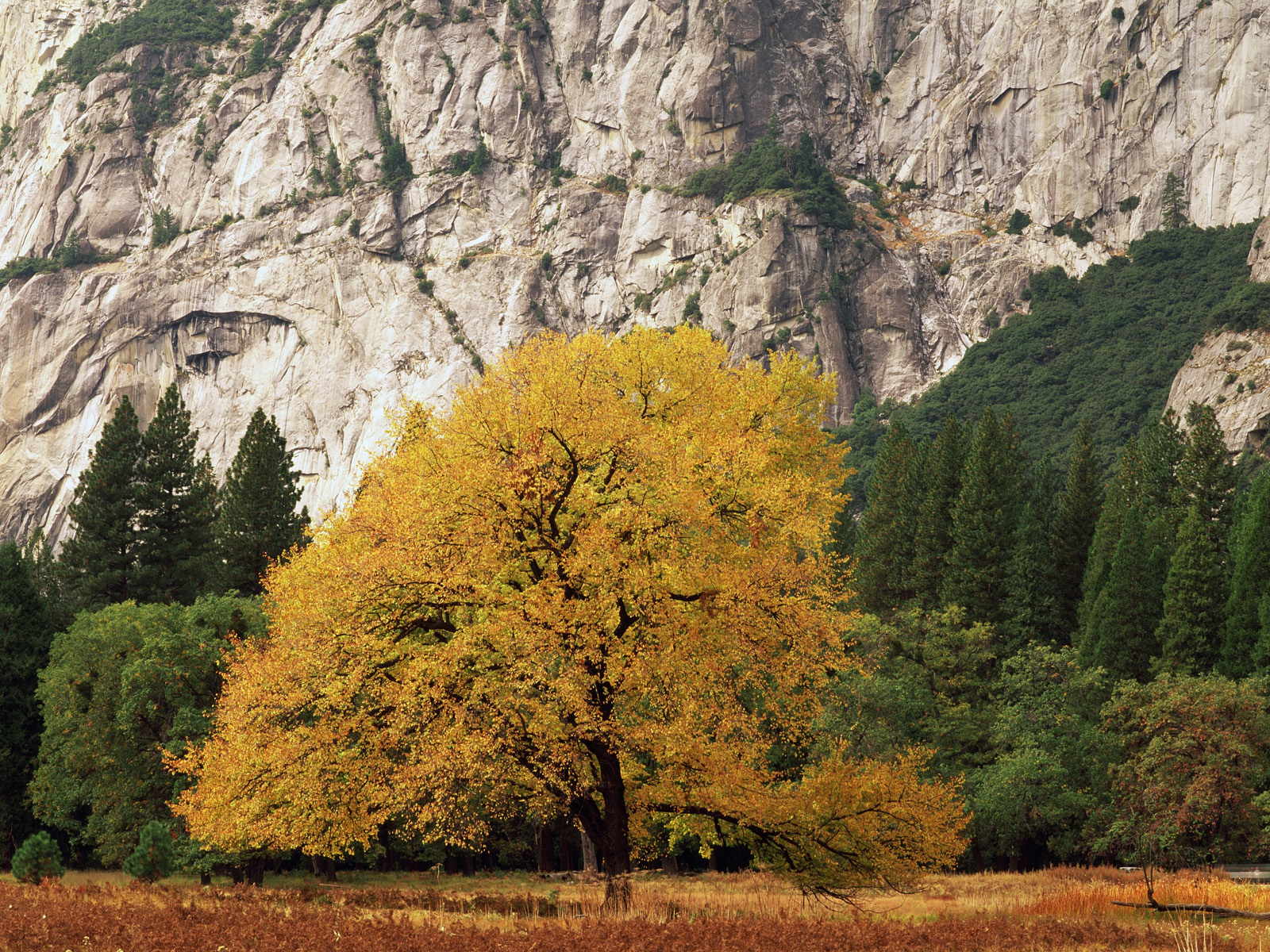 Желтые деревья природа горы