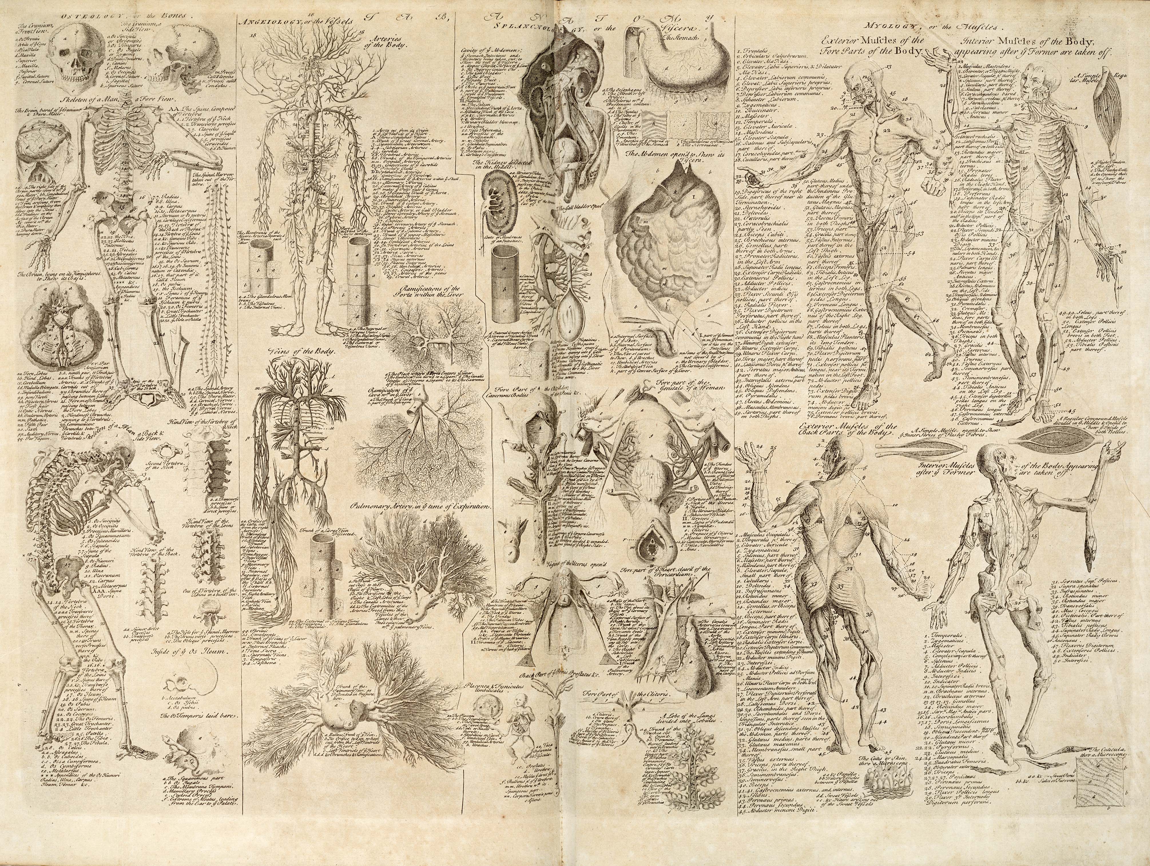 Анатомическая иллюстрация 19 век