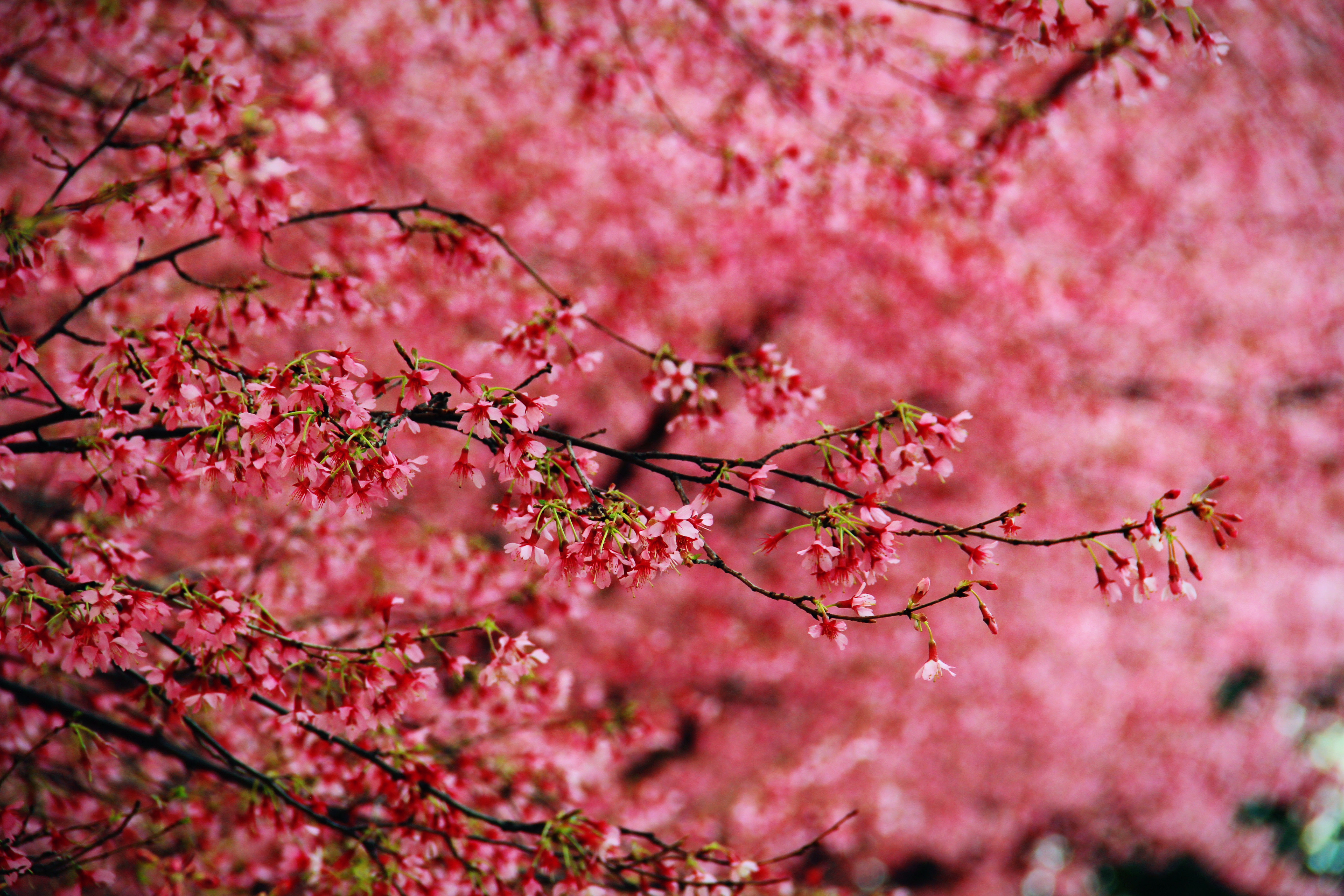 Earth Color Flower Blossoms Wallpaper