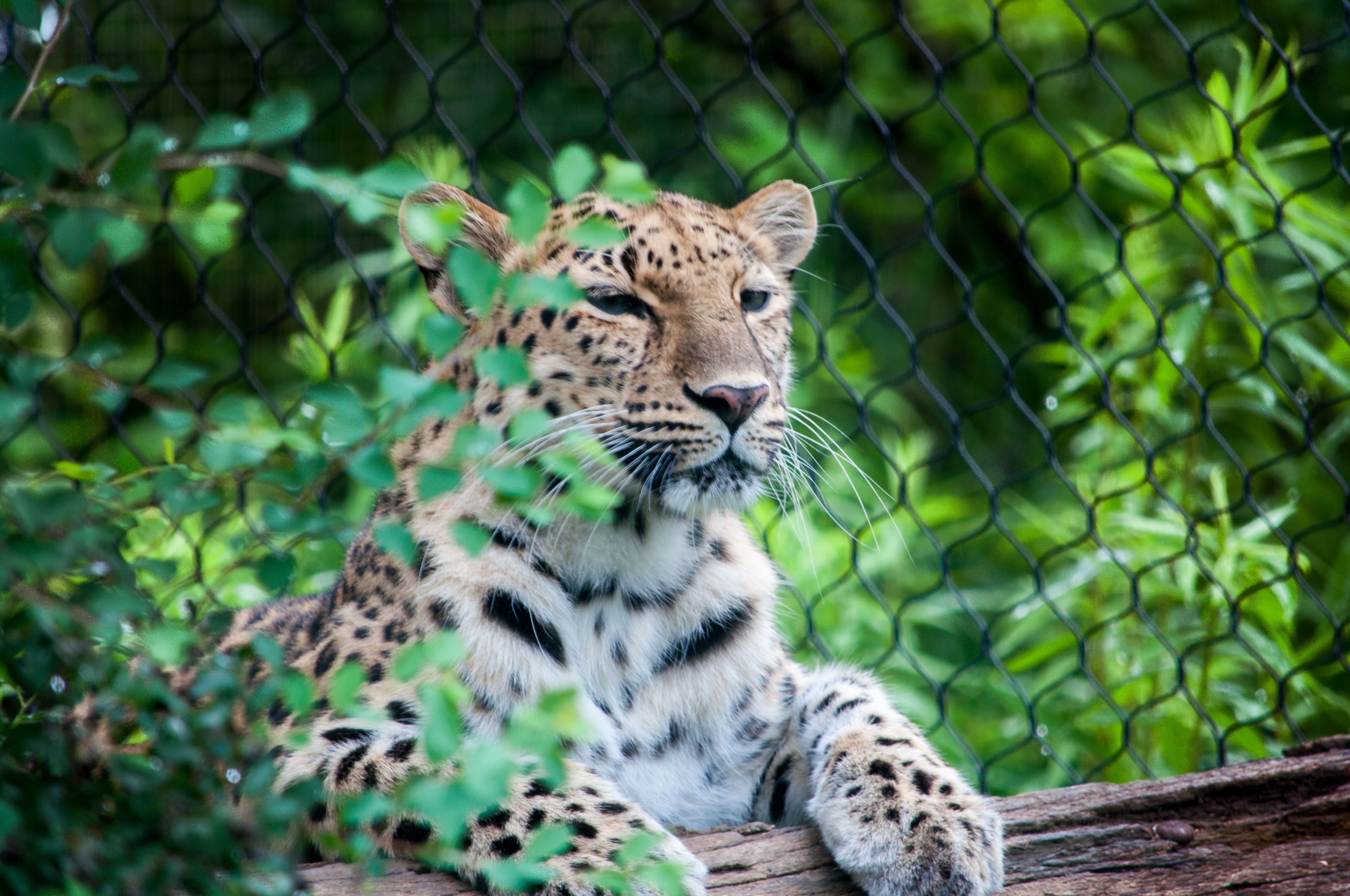 144670 Hintergrundbild herunterladen tiere, leopard, schnauze, raubtier, predator, sitzt - Bildschirmschoner und Bilder kostenlos