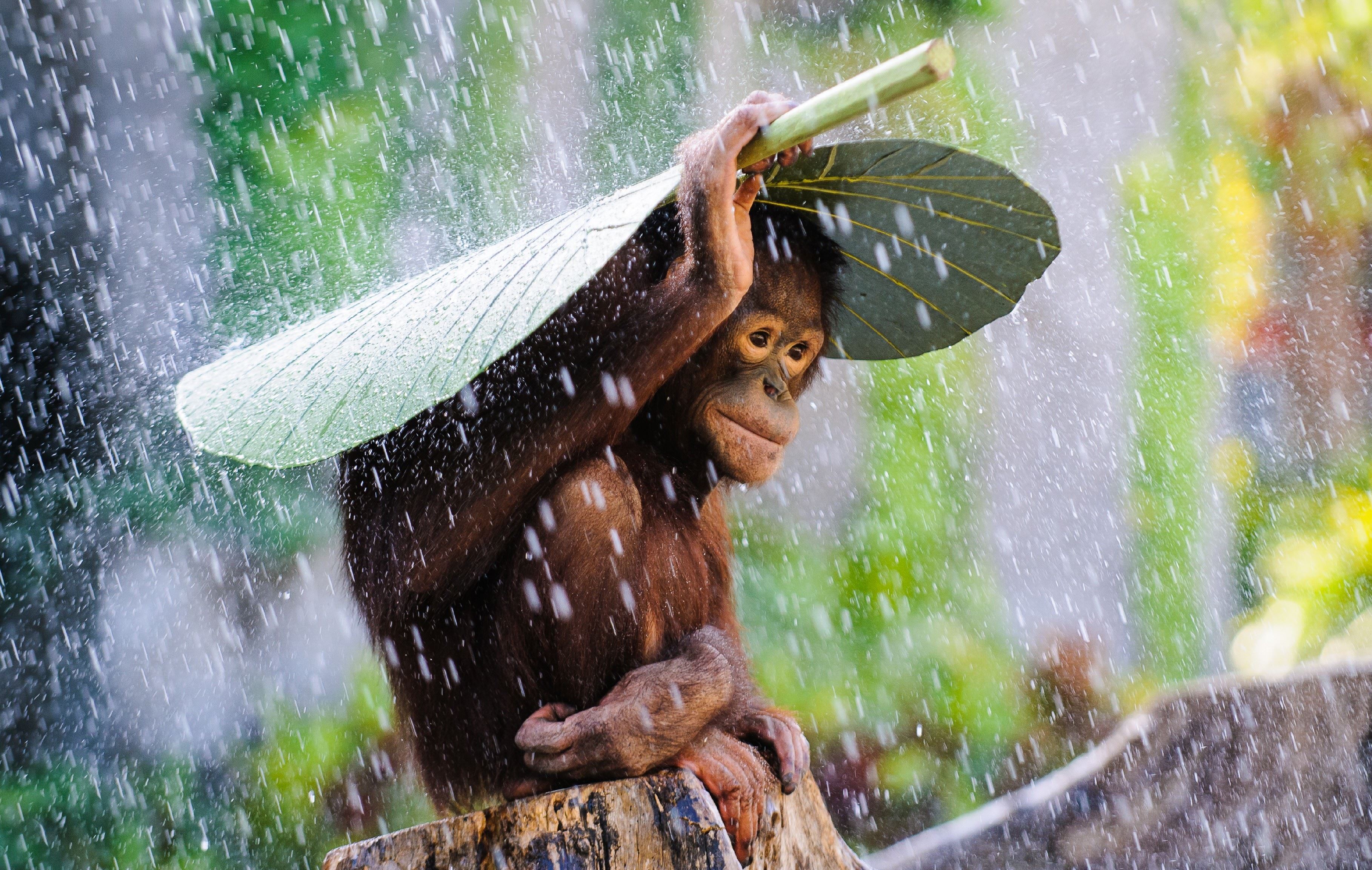 381195 скачать картинку обезьяна, обезьяны, животные, орангутанг, милые, листва, дождь - обои и заставки бесплатно