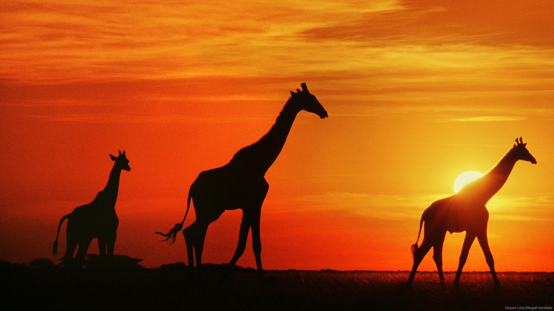 533670 免費下載壁紙 动物, 长颈鹿, 橙色（颜色）, 轮廓, 日落 屏保和圖片