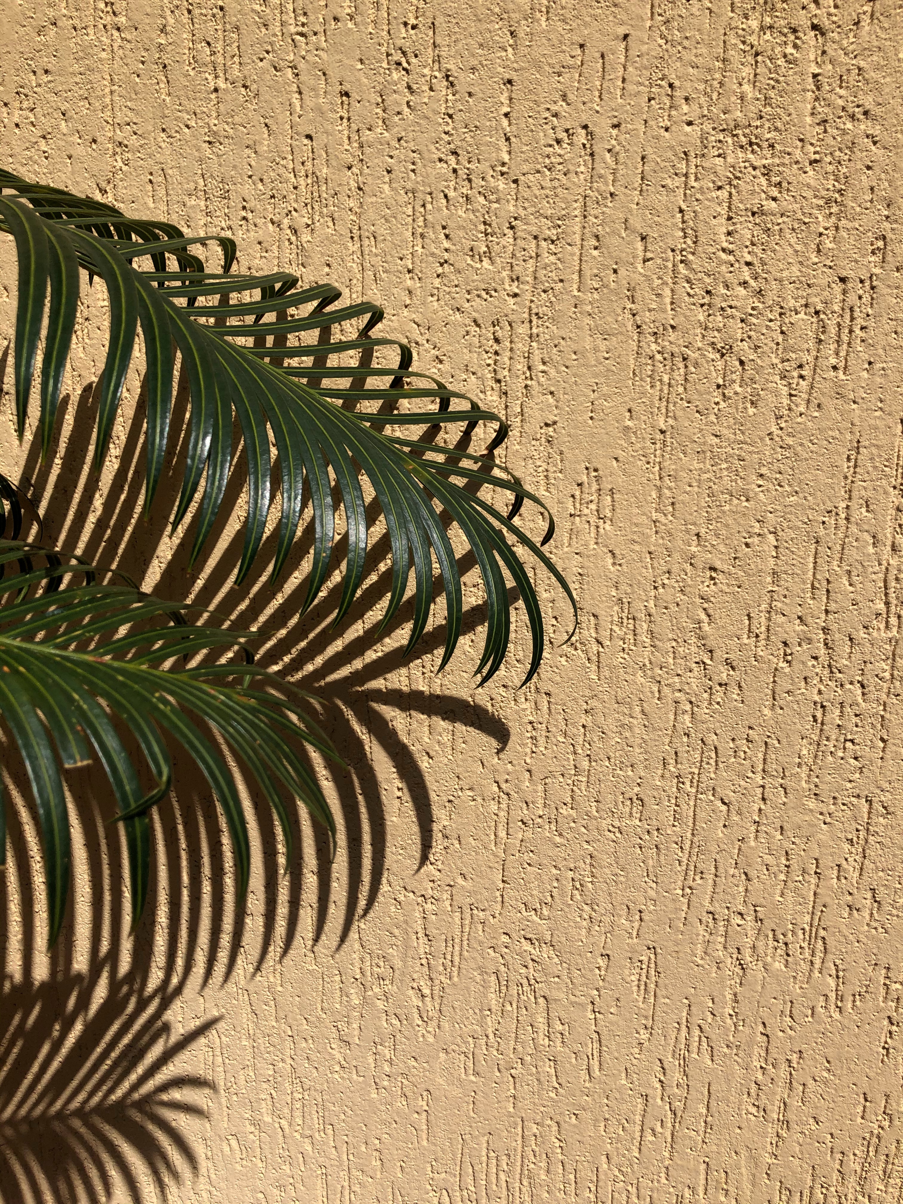 leaves, miscellanea, miscellaneous, palm, branches, wall, beige