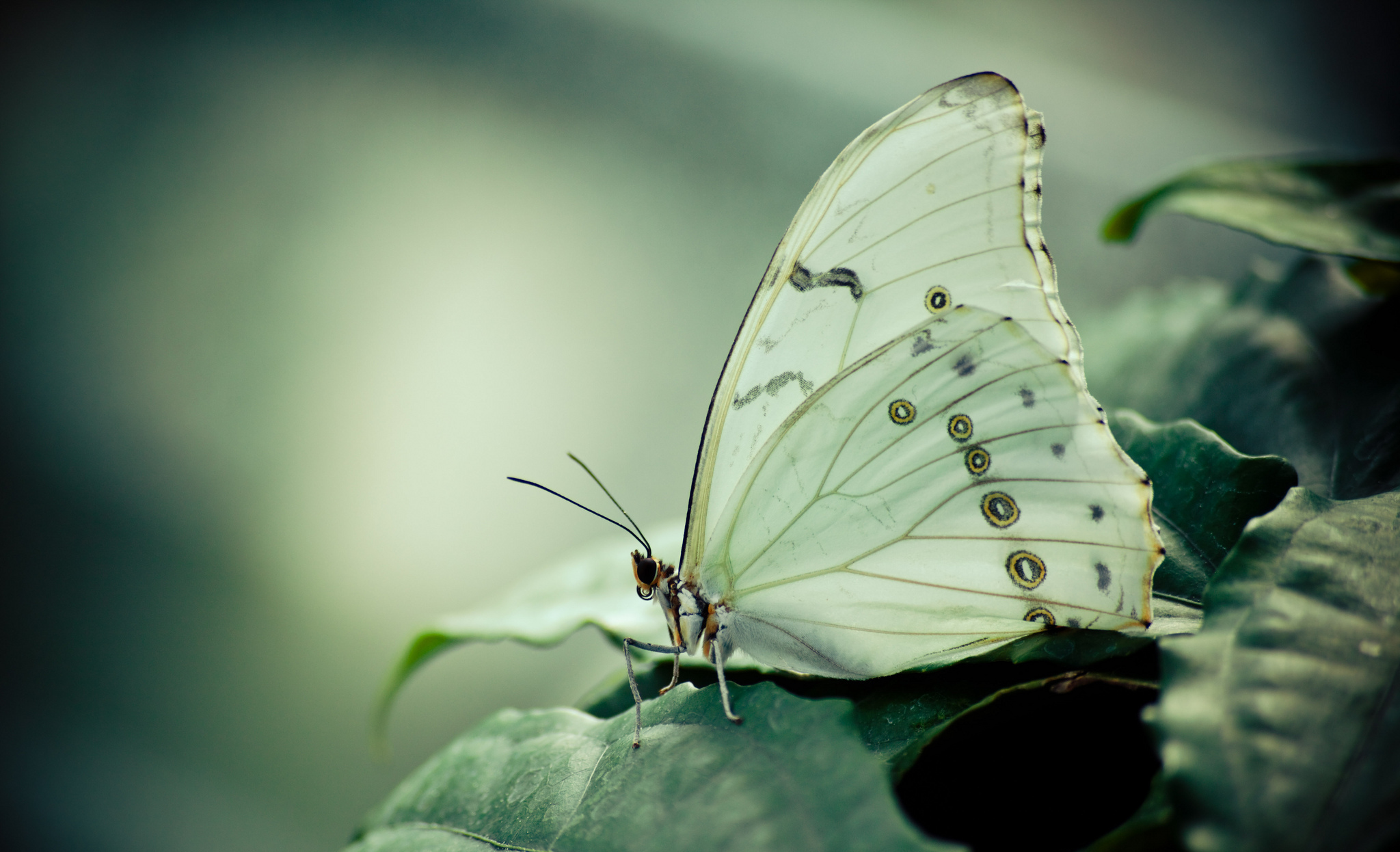 無料モバイル壁紙動物, 自然, 蝶, 大きいをダウンロードします。
