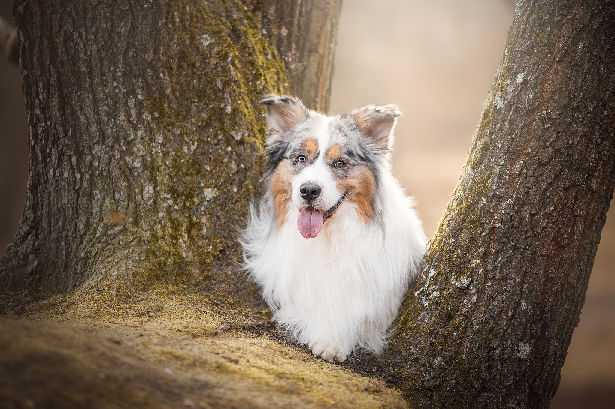 Собака под деревом