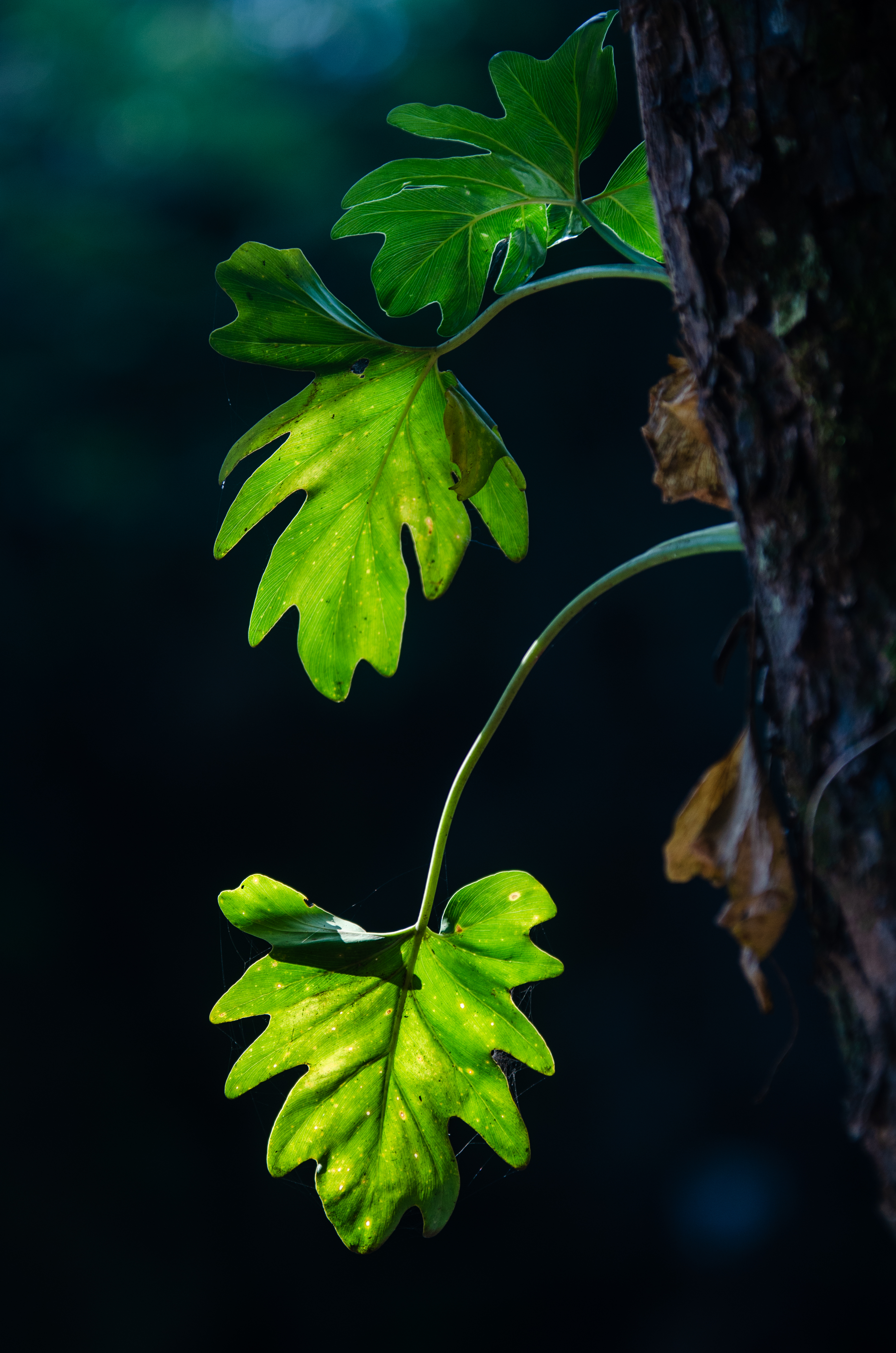 blur, smooth, leaves, macro, branches, shadows 1080p