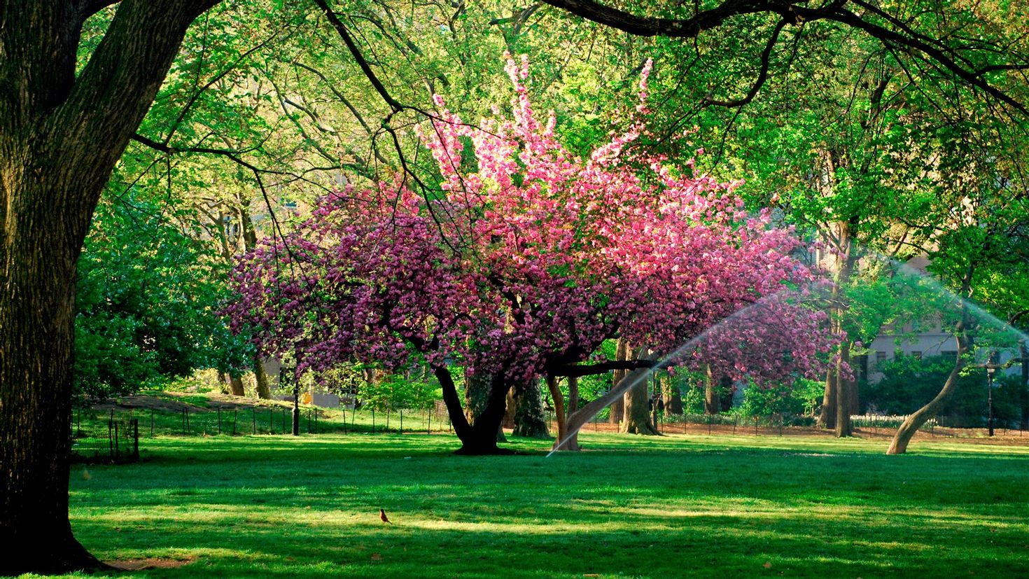 Деревья в парке весной