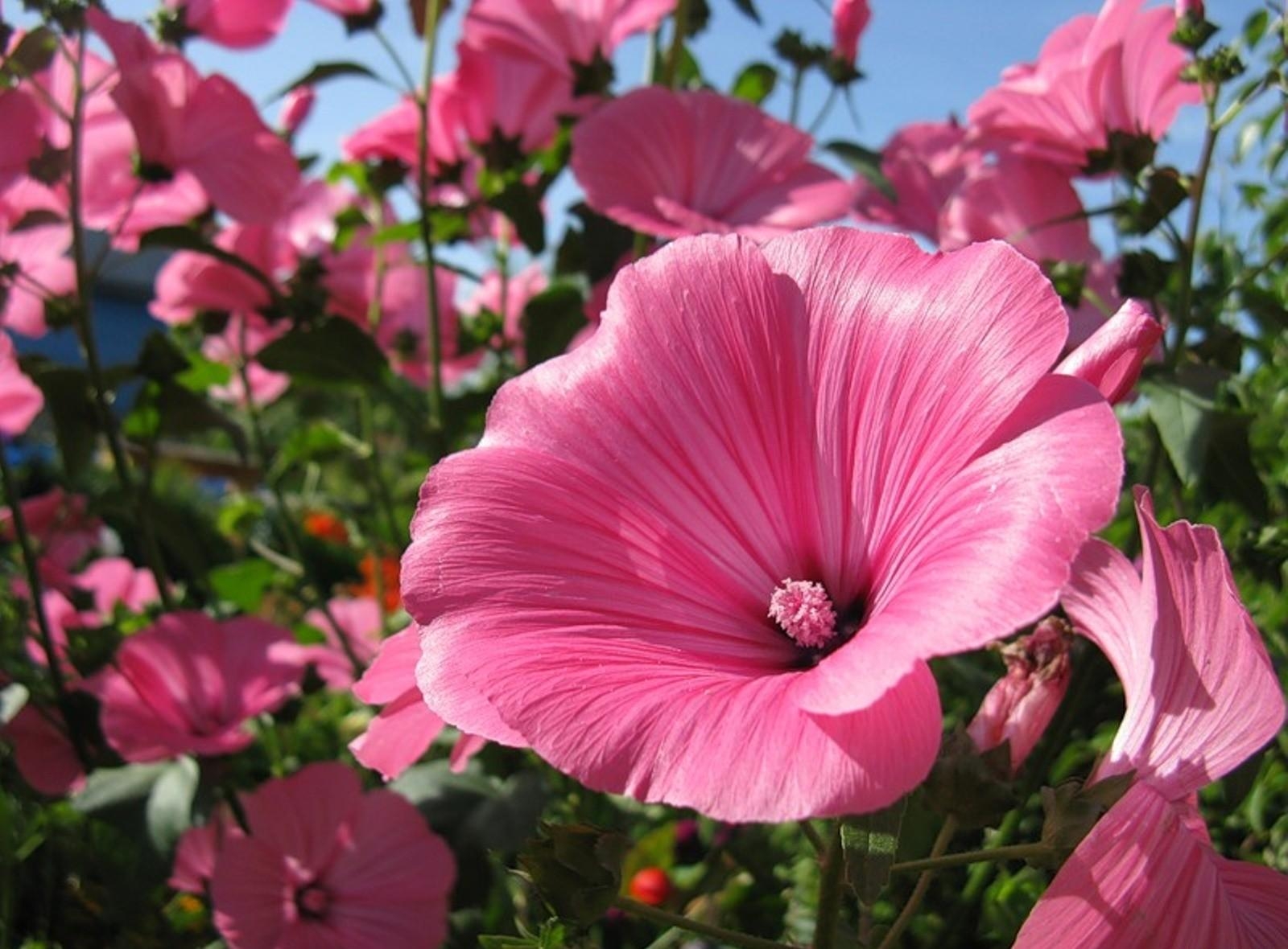 Download mobile wallpaper Flower Bed, Close Up, Flowerbed, Lavatera, Sunny, Flowers for free.
