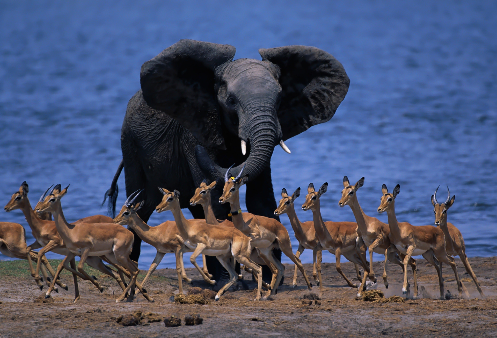run away, elephant, animals, run, fauna of africa, animal world of africa, dukers, dukes, pygmy antelopes, dwarf antelopes