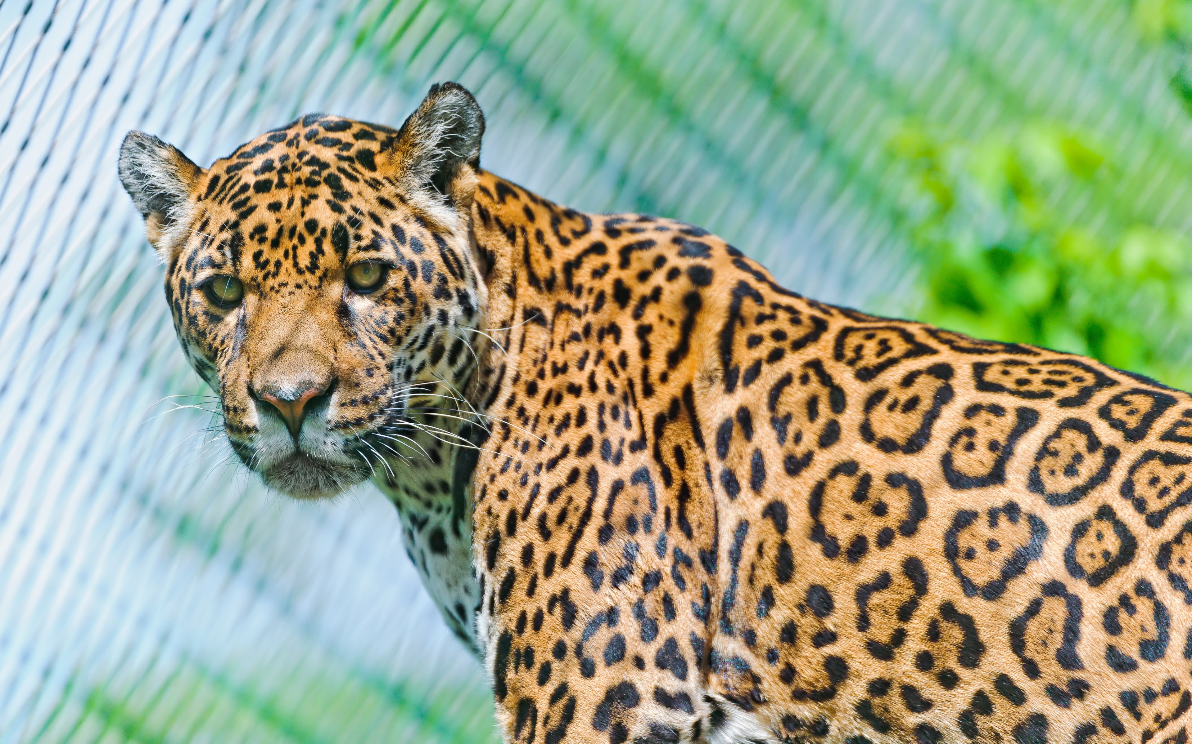 152088 Hintergrundbild herunterladen tiere, jaguar, schnauze, gefleckt, fleckig, raubtier, predator, sicht, meinung, zurückschauen, rückblick - Bildschirmschoner und Bilder kostenlos
