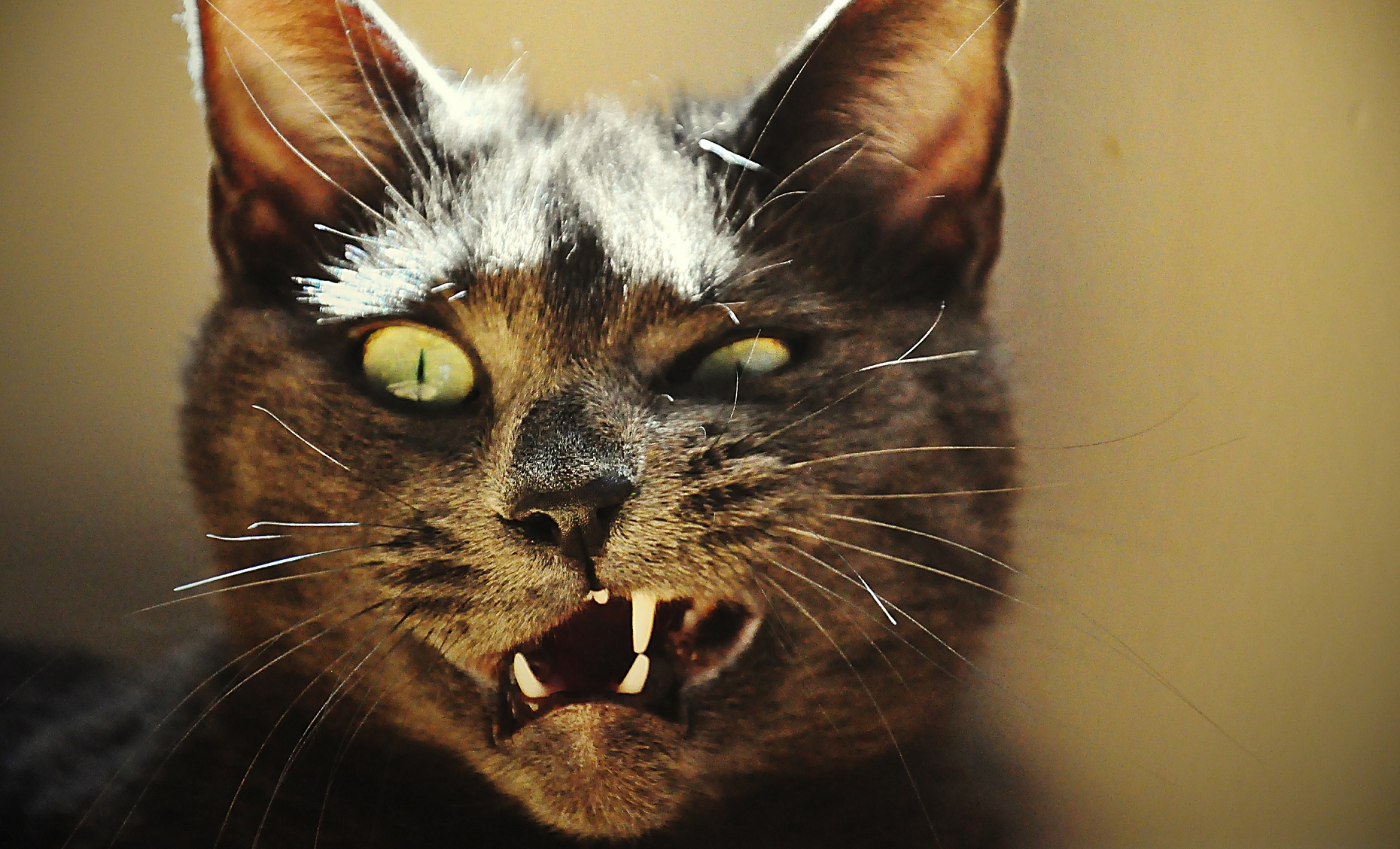 Фото кошек смешные на аву