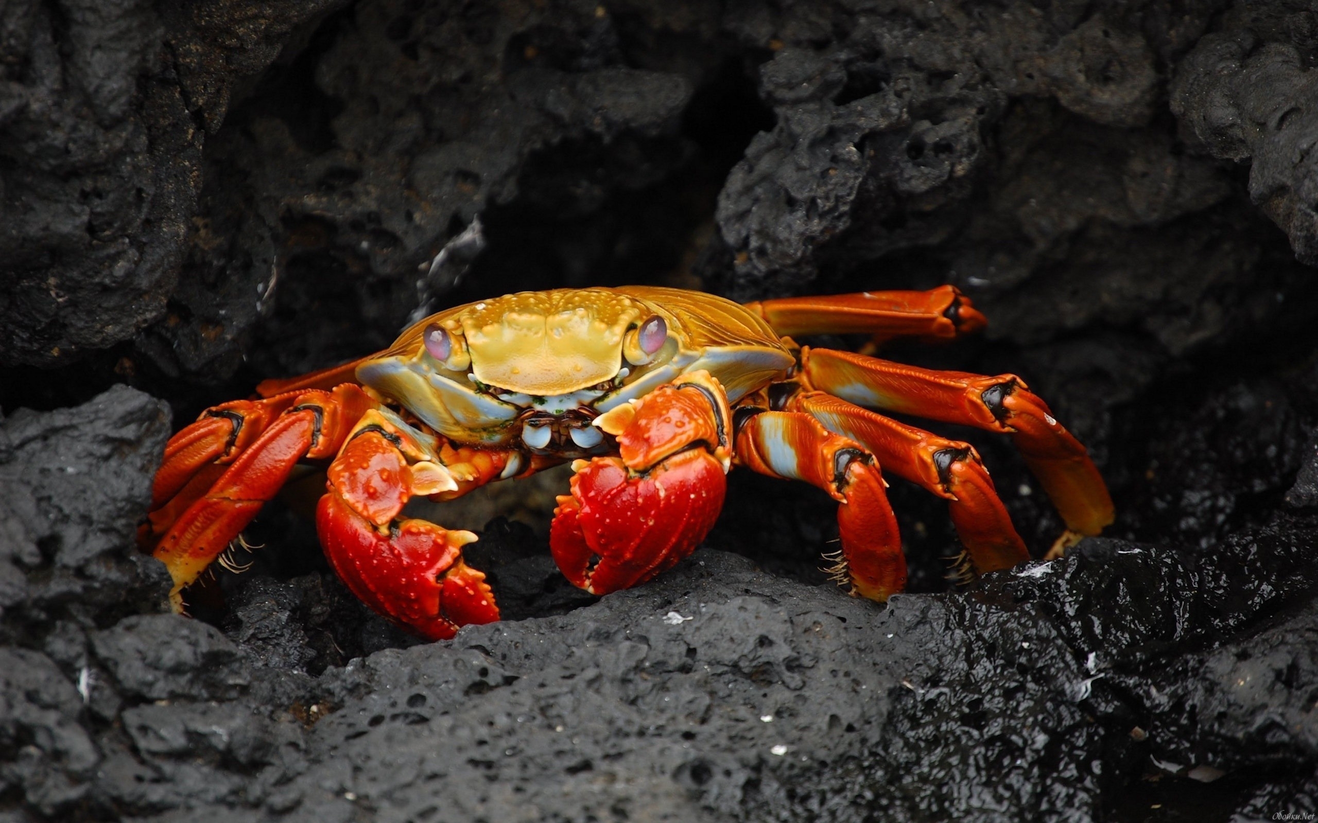crab, animal