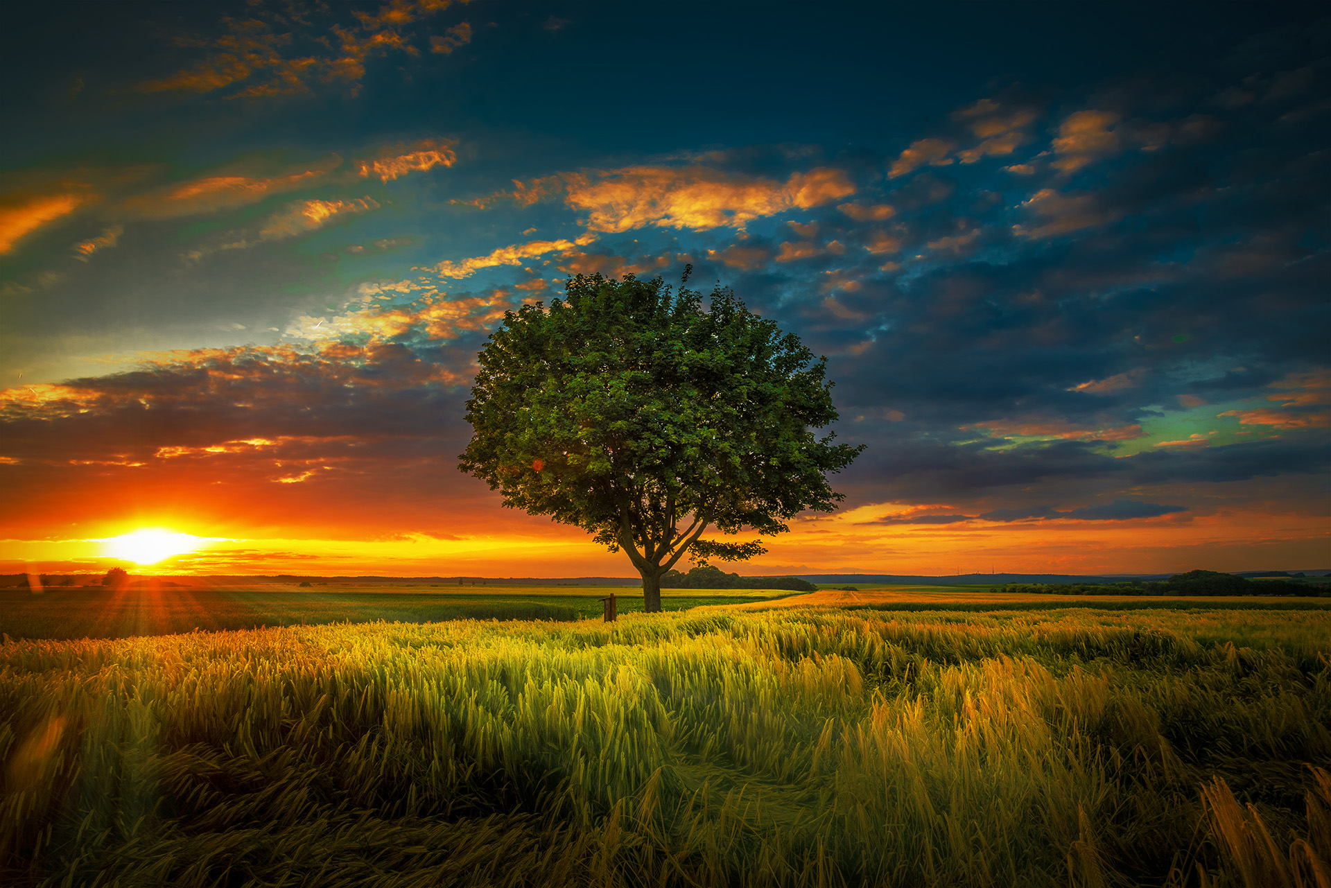 nature, summer, sunset, lonely tree, sunbeam, earth, cloud, field, tree download HD wallpaper