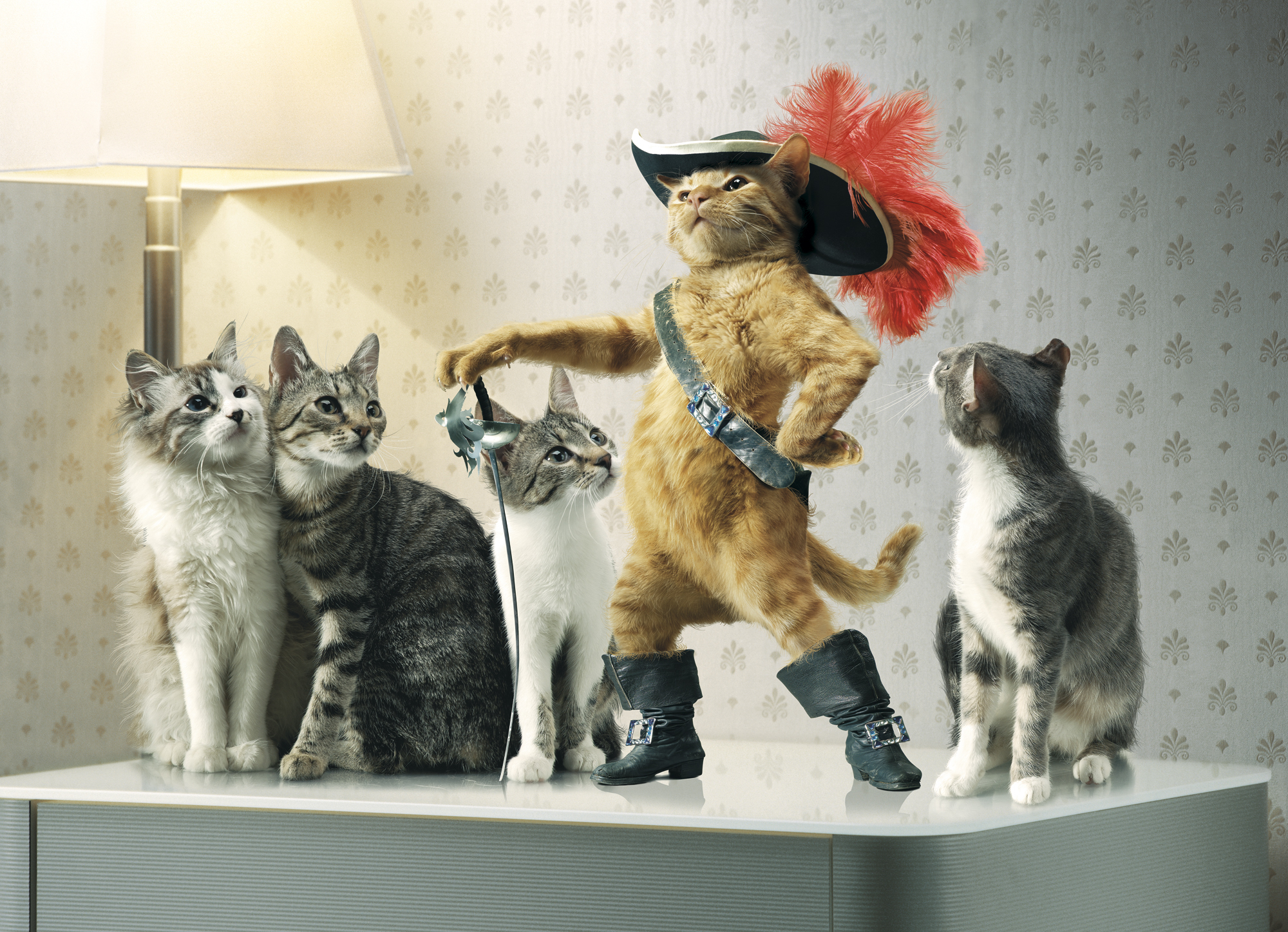 545798 免費下載壁紙 幽默, 动物, 猫, 帽子, 穿靴子的猫, 剑 屏保和圖片