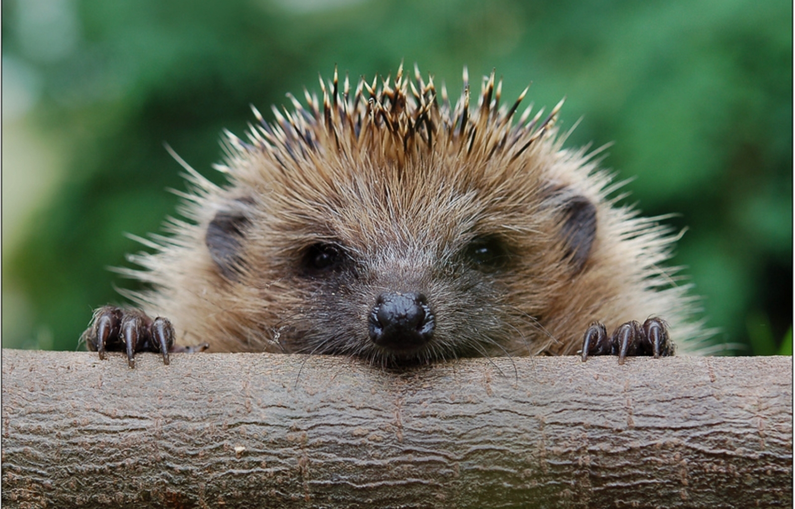 Download mobile wallpaper Animals, Hedgehogs for free.
