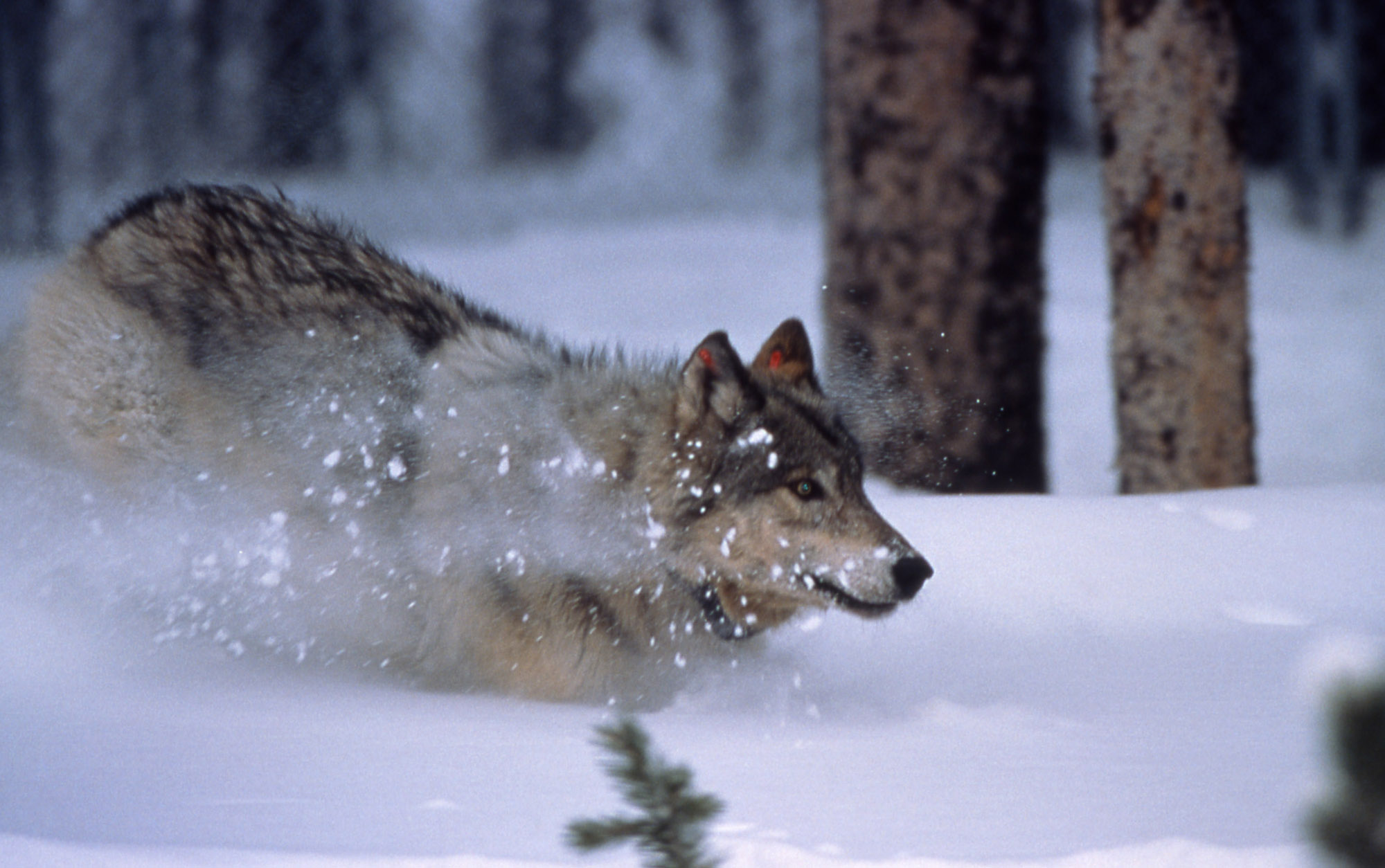 Волки бегут по снегу