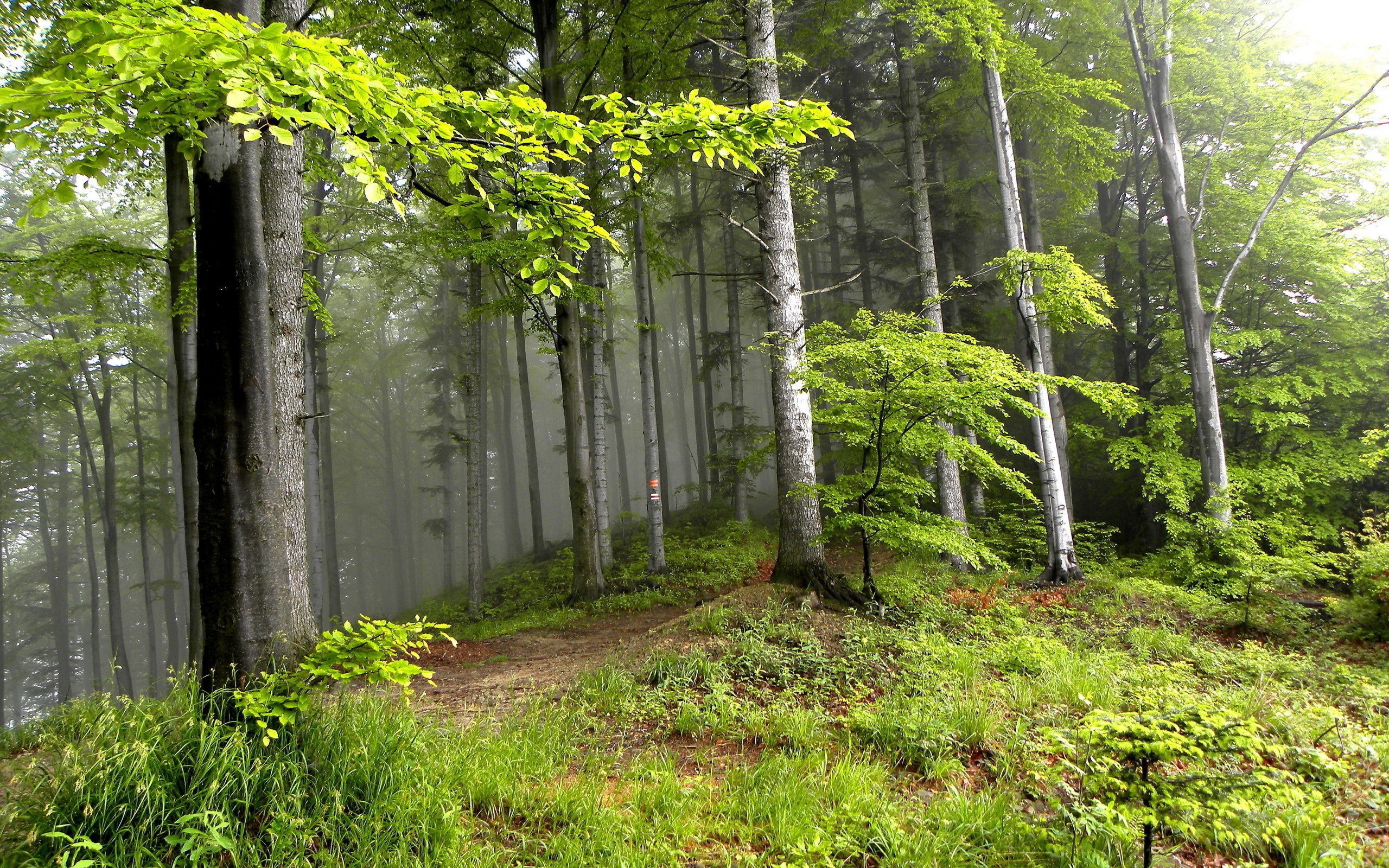 Download mobile wallpaper Trees, Landscape for free.