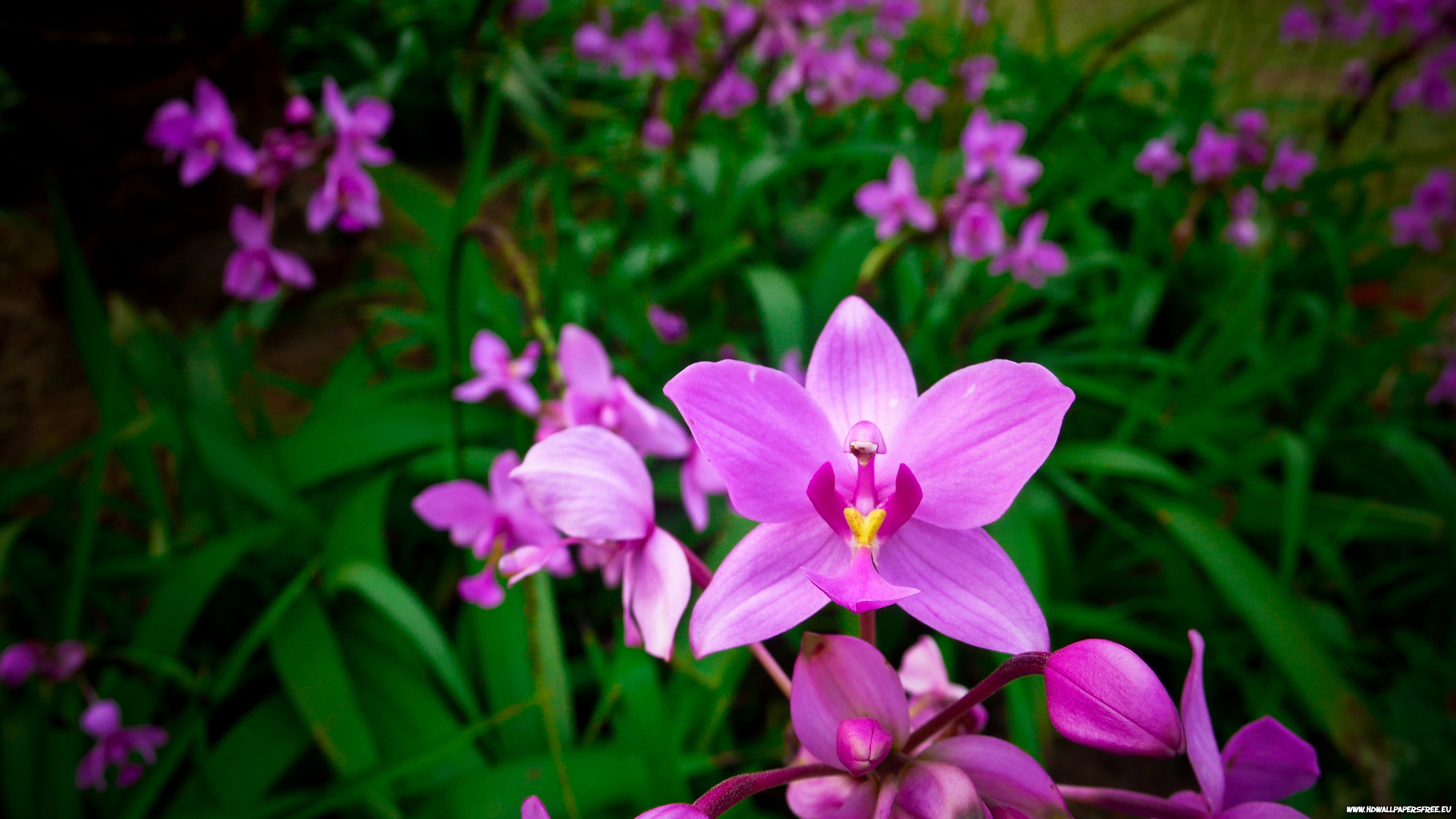 flower, orchid, flowers, earth