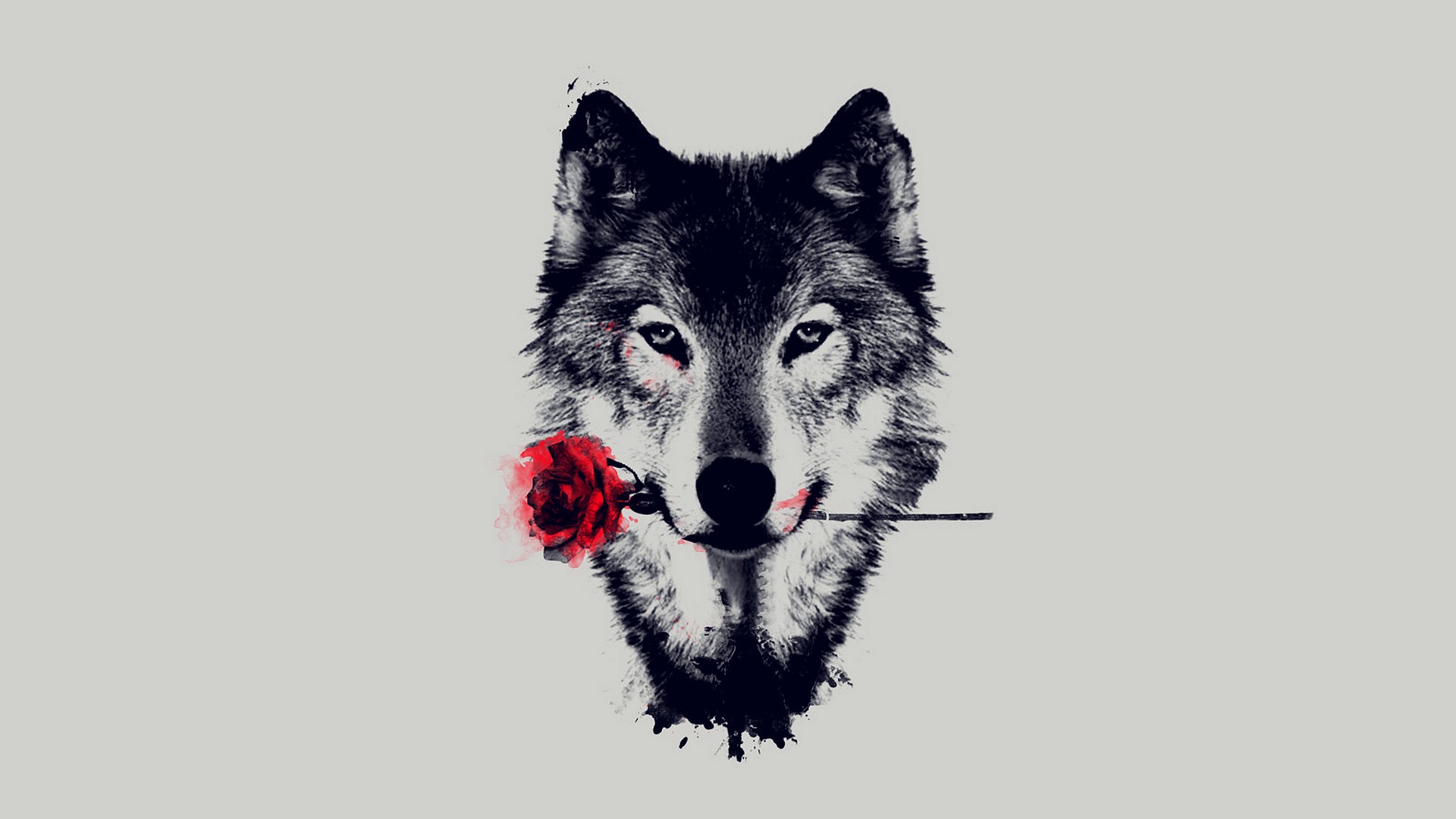 wolf, animal, red rose, wolves