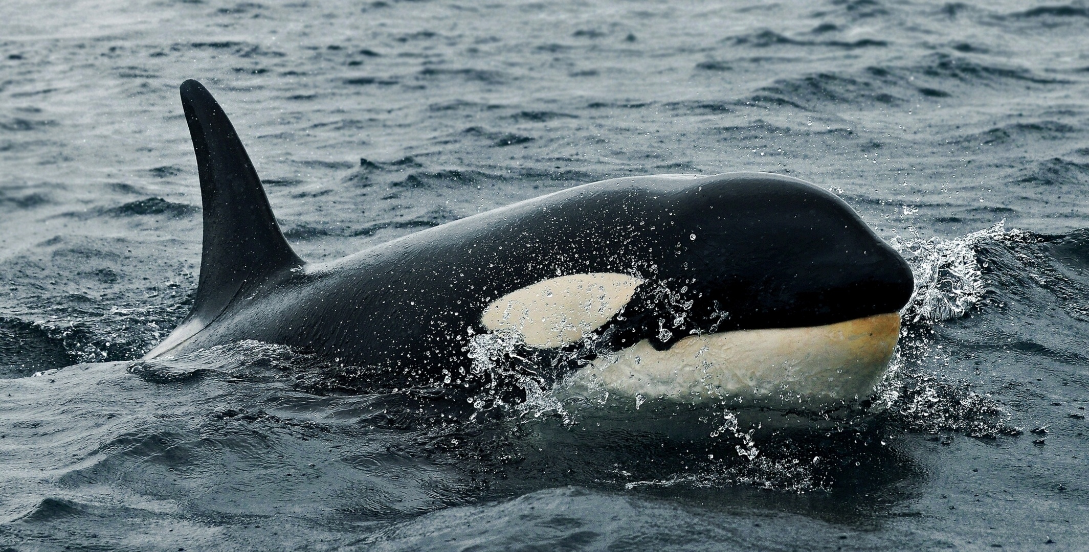 orca, animal images
