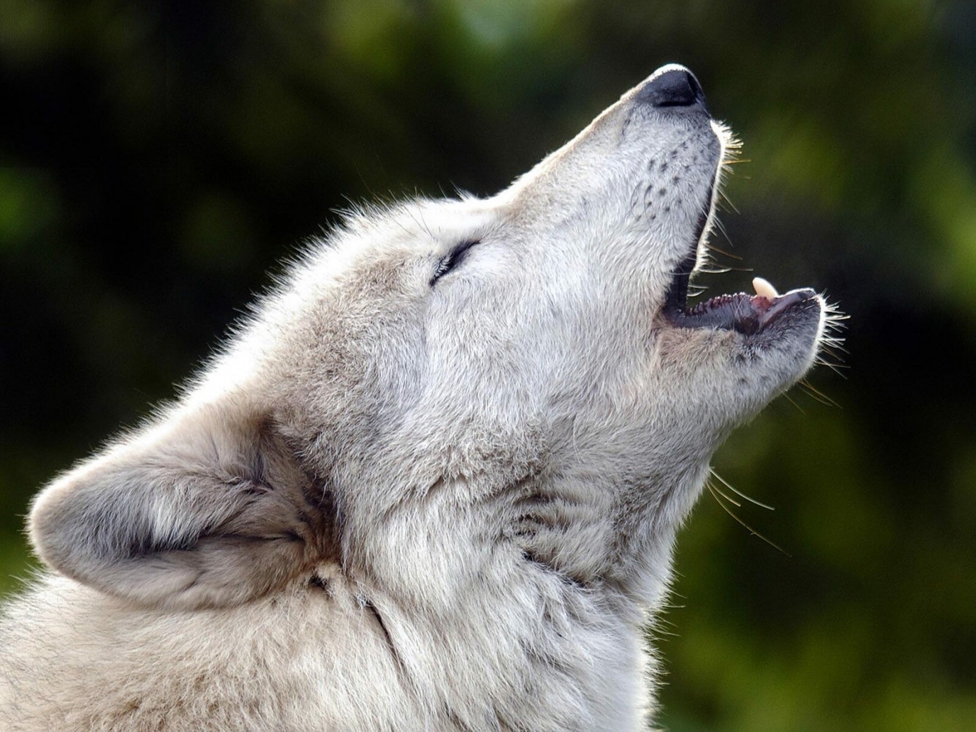 23901 Bild herunterladen wölfe, tiere, grau - Hintergrundbilder und Bildschirmschoner kostenlos
