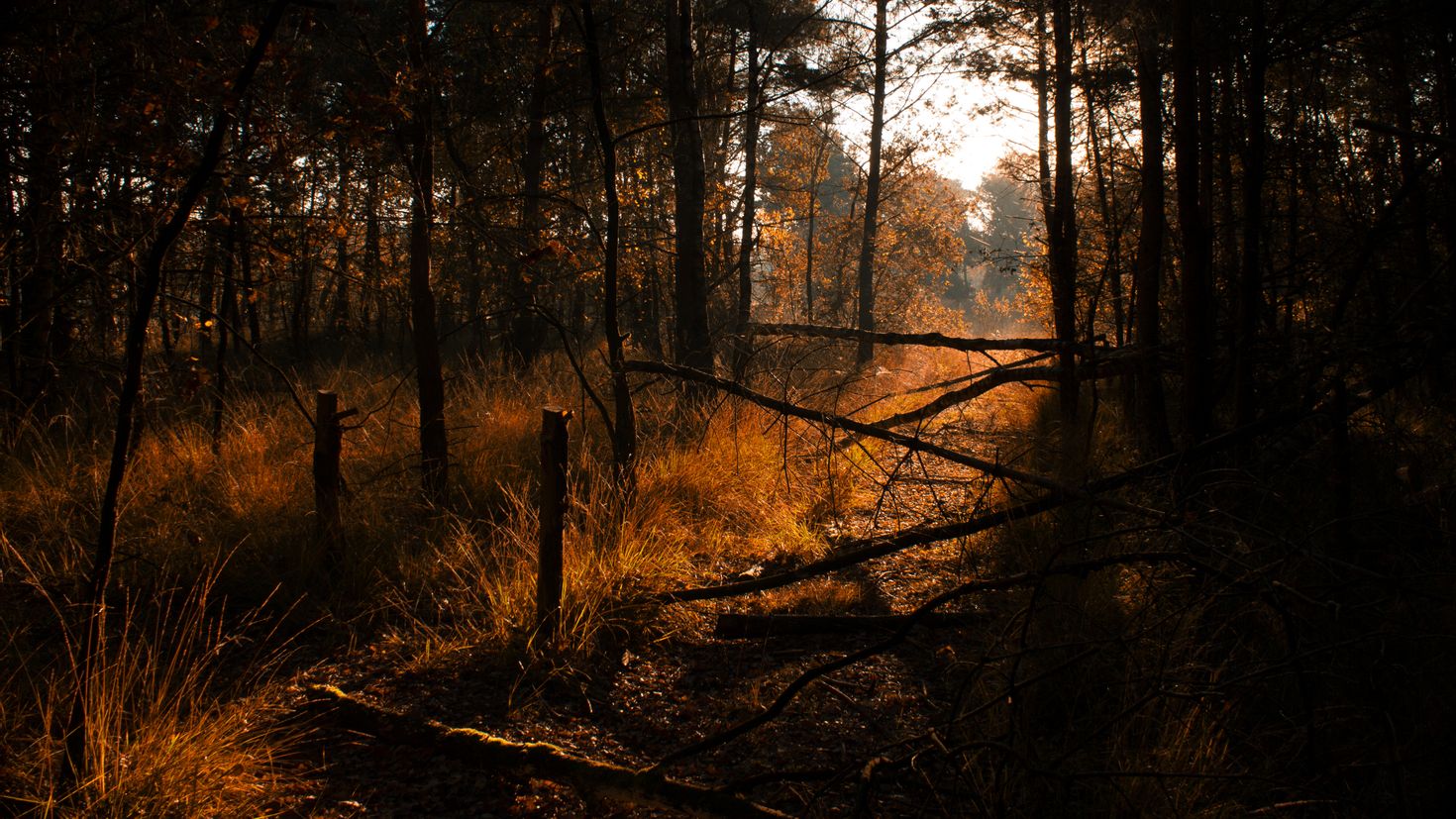 Forest brown. Лес вечером. Коричневый лес. Лес в коричневых тонах. Мрачный осенний лес.