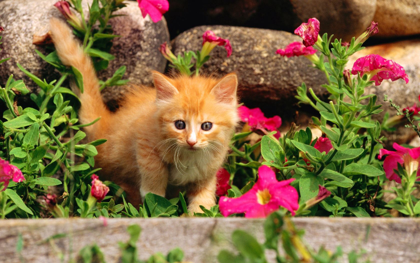 53700 скачать картинку котенок, цветы, животные, трава, малыш, любопытство - обои и заставки бесплатно