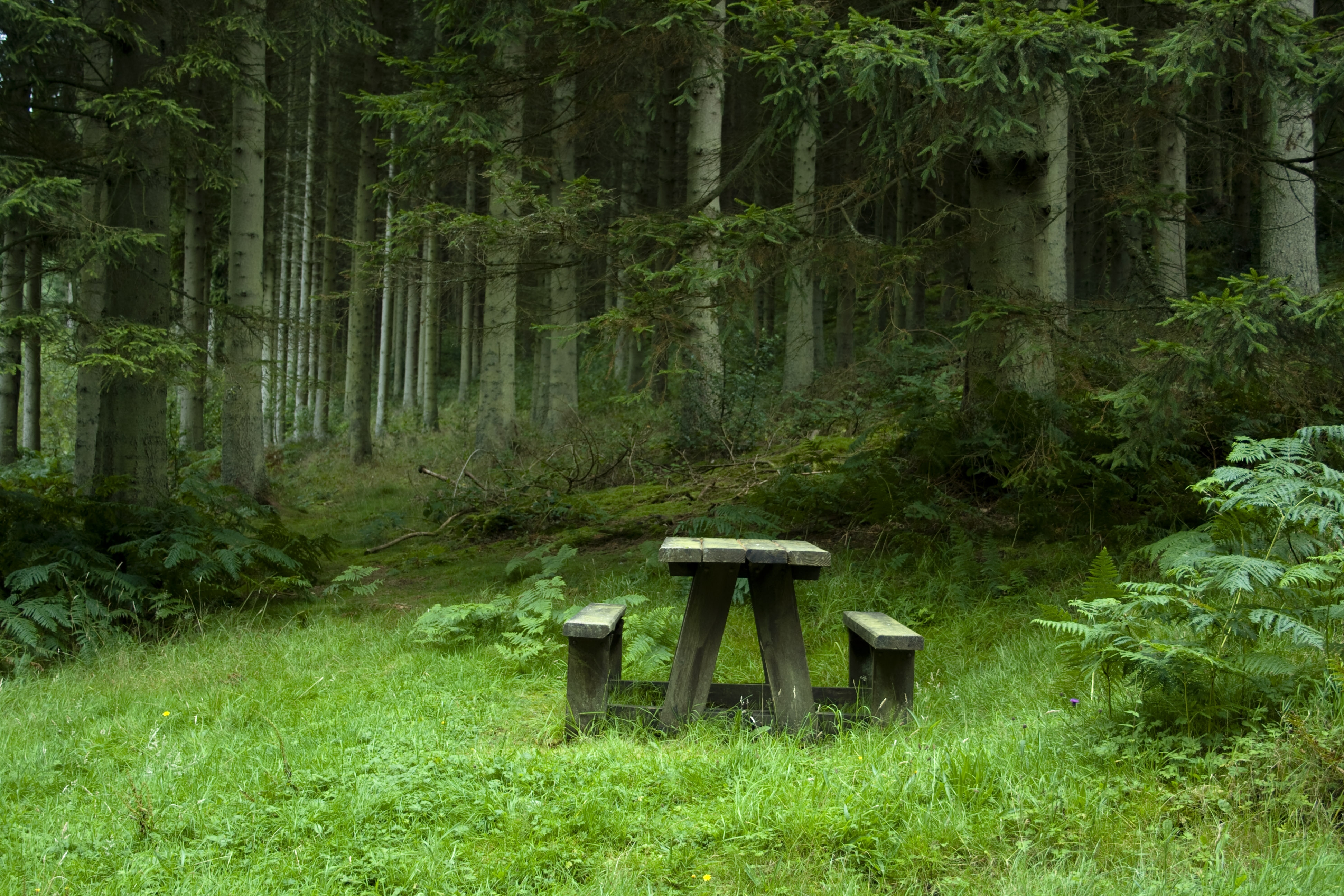 table, benches, landscape, nature, forest, polyana, glade, side table cellphone