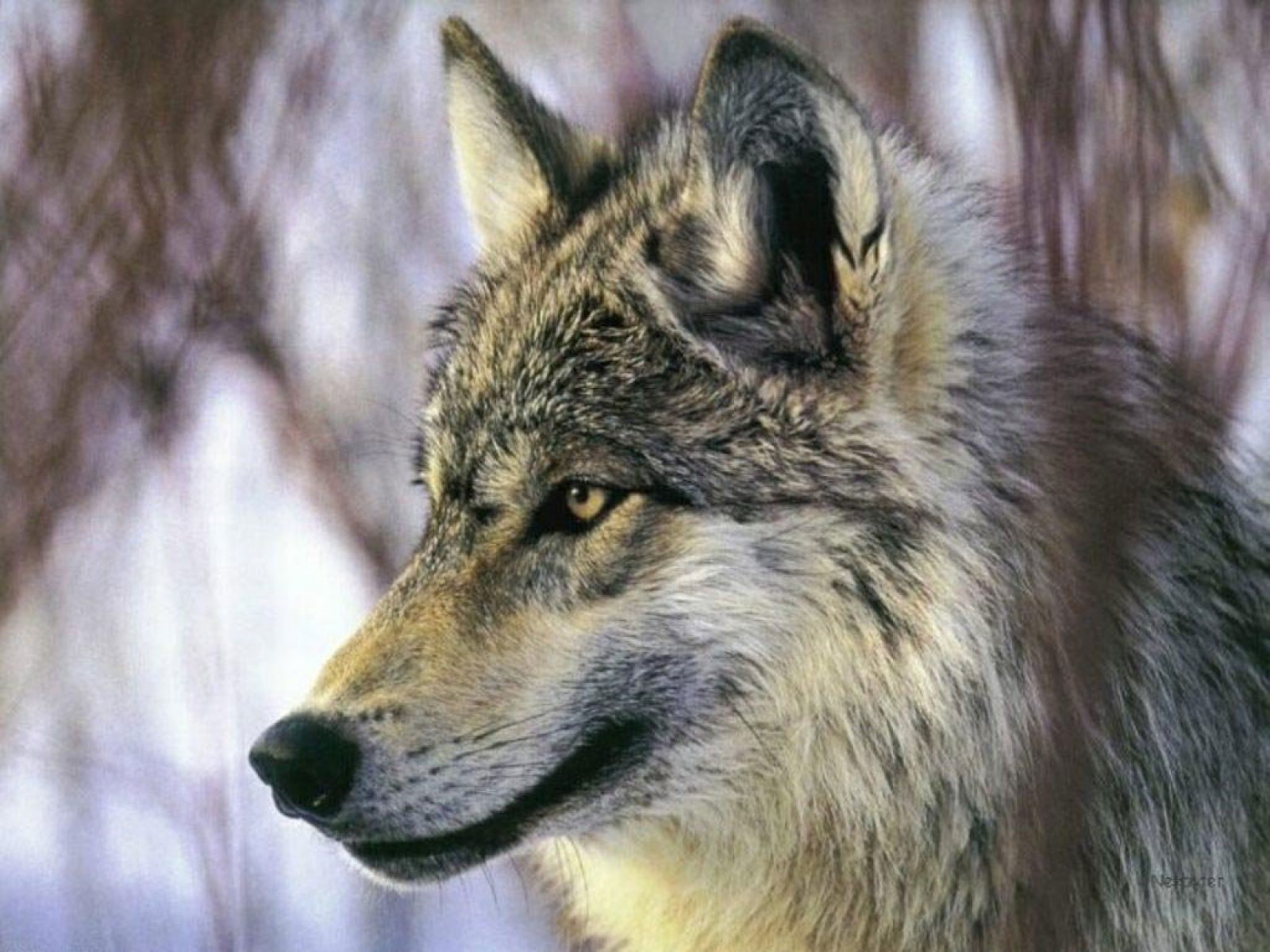 Арлан волк