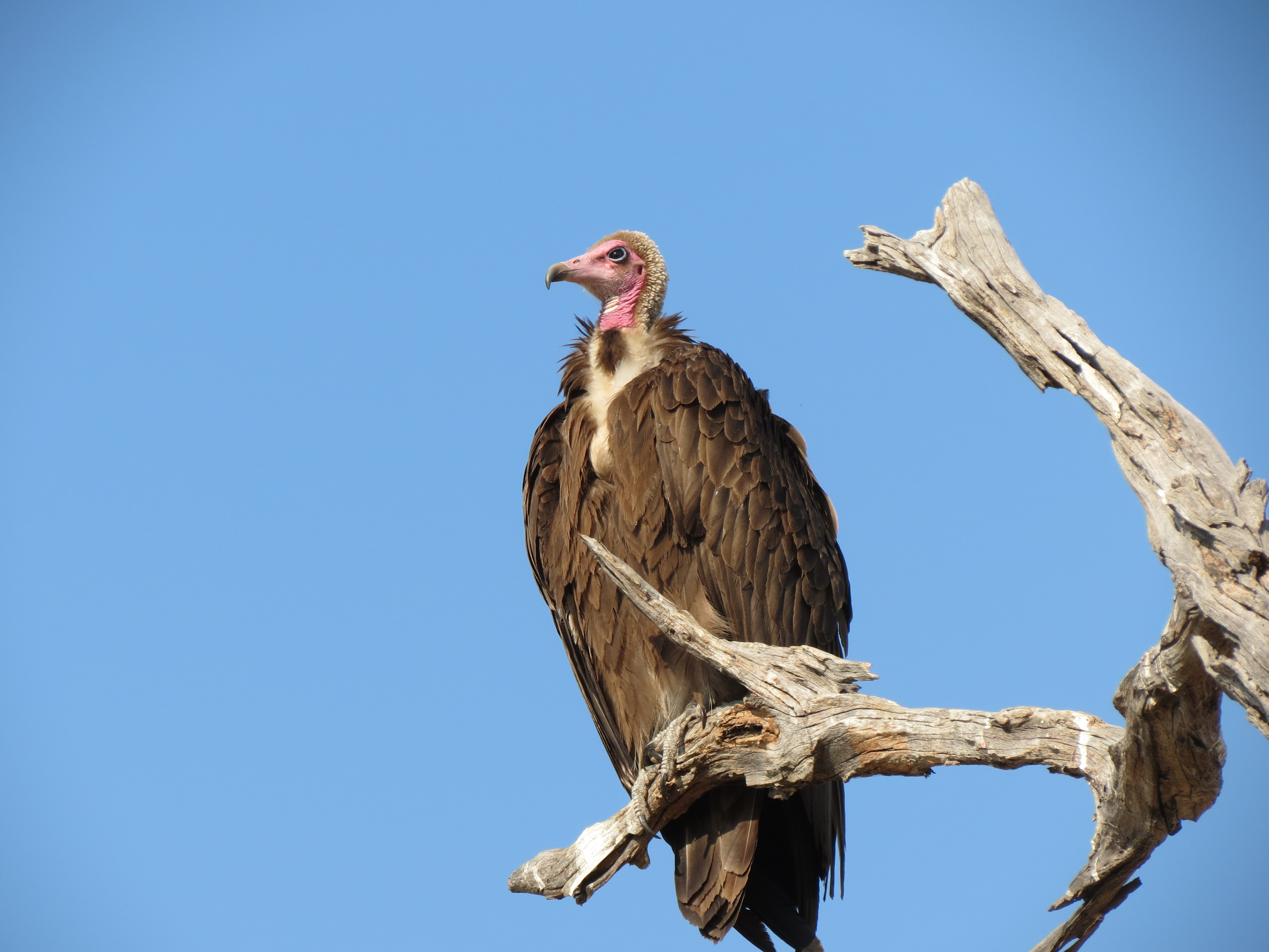 Download background animal, vulture, bird, birds