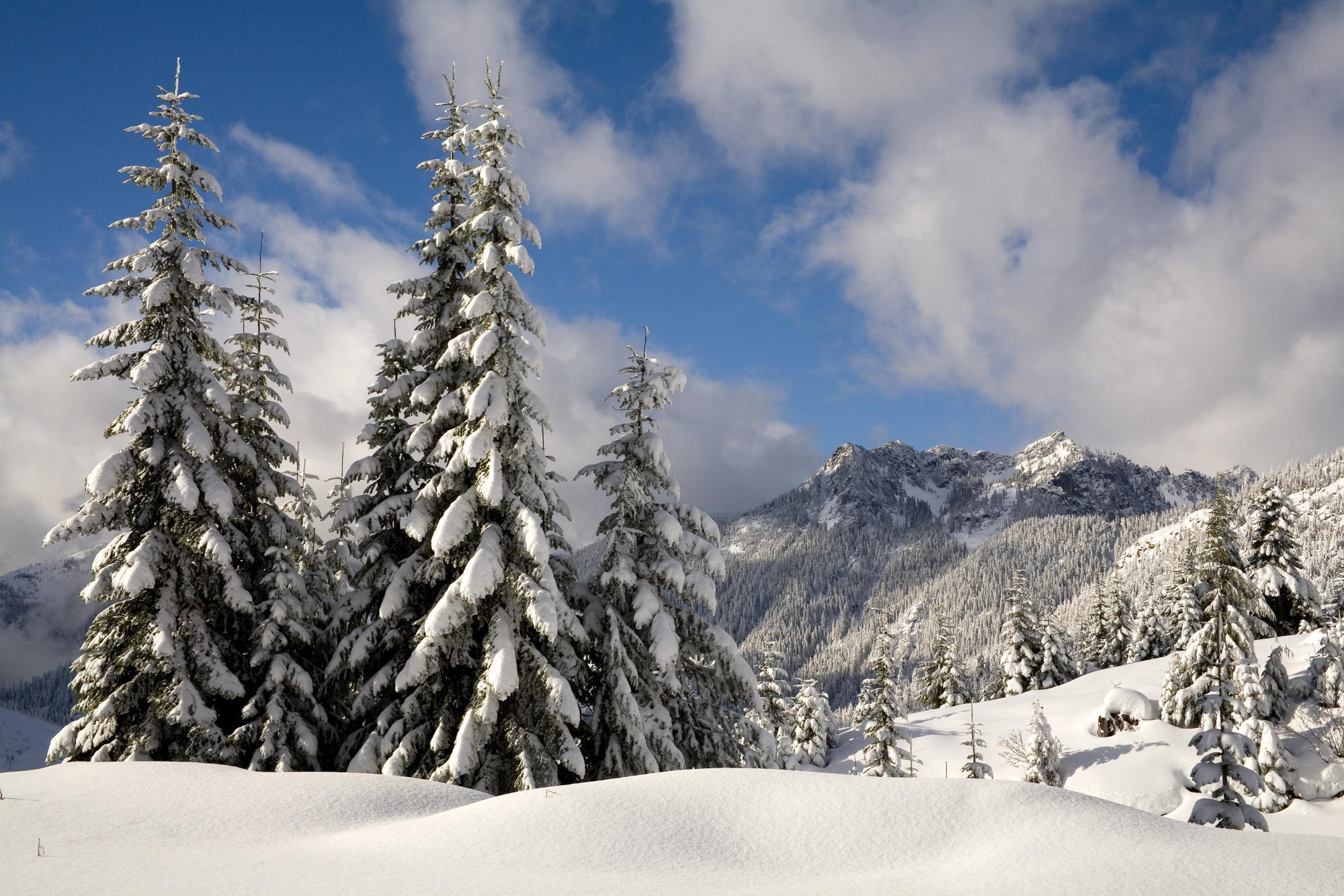 Download mobile wallpaper Winter, Fir Trees, Landscape, Snow, Trees for free.