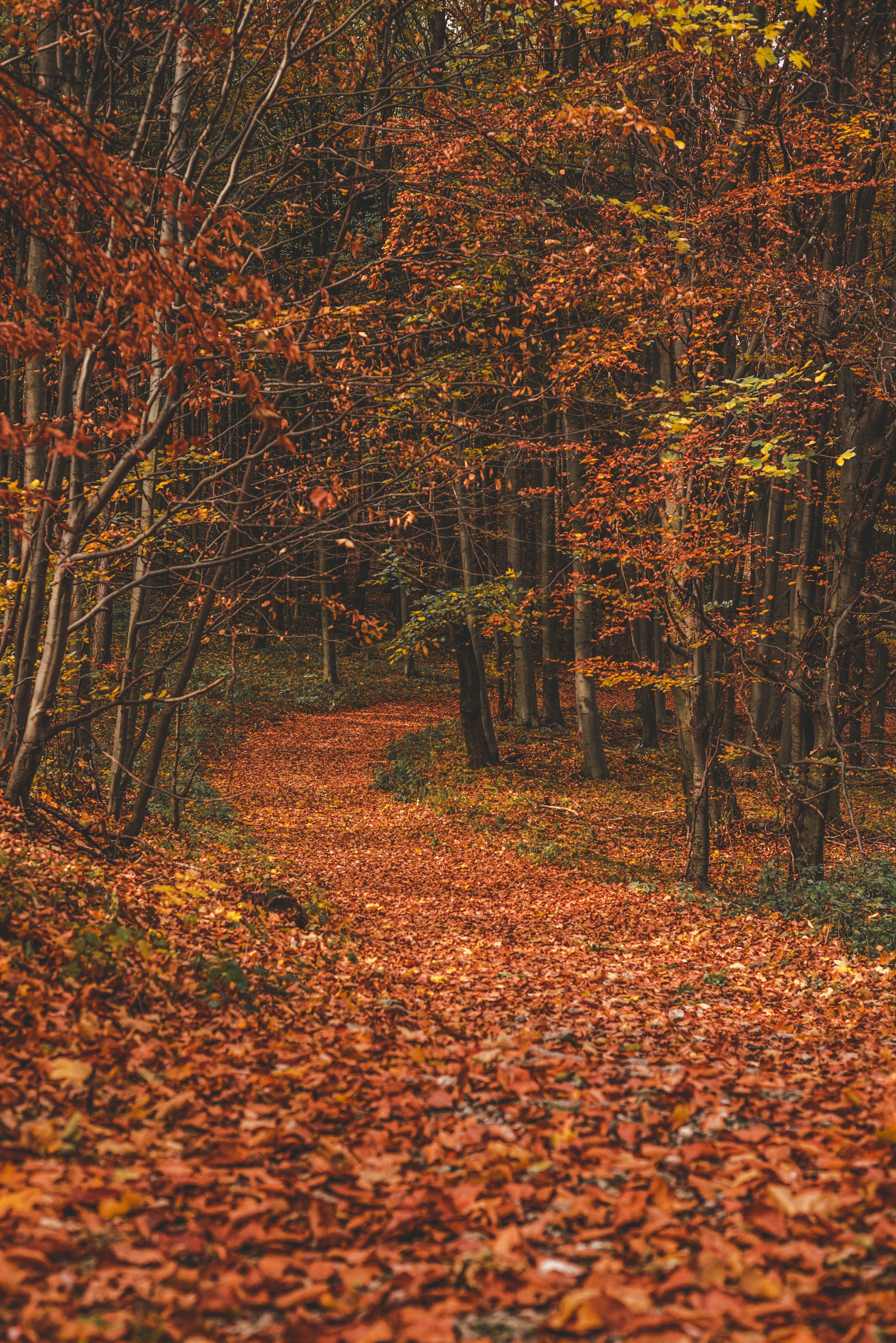 autumn, nature, trail, forest, trees, leaves, turn, path, fallen phone background