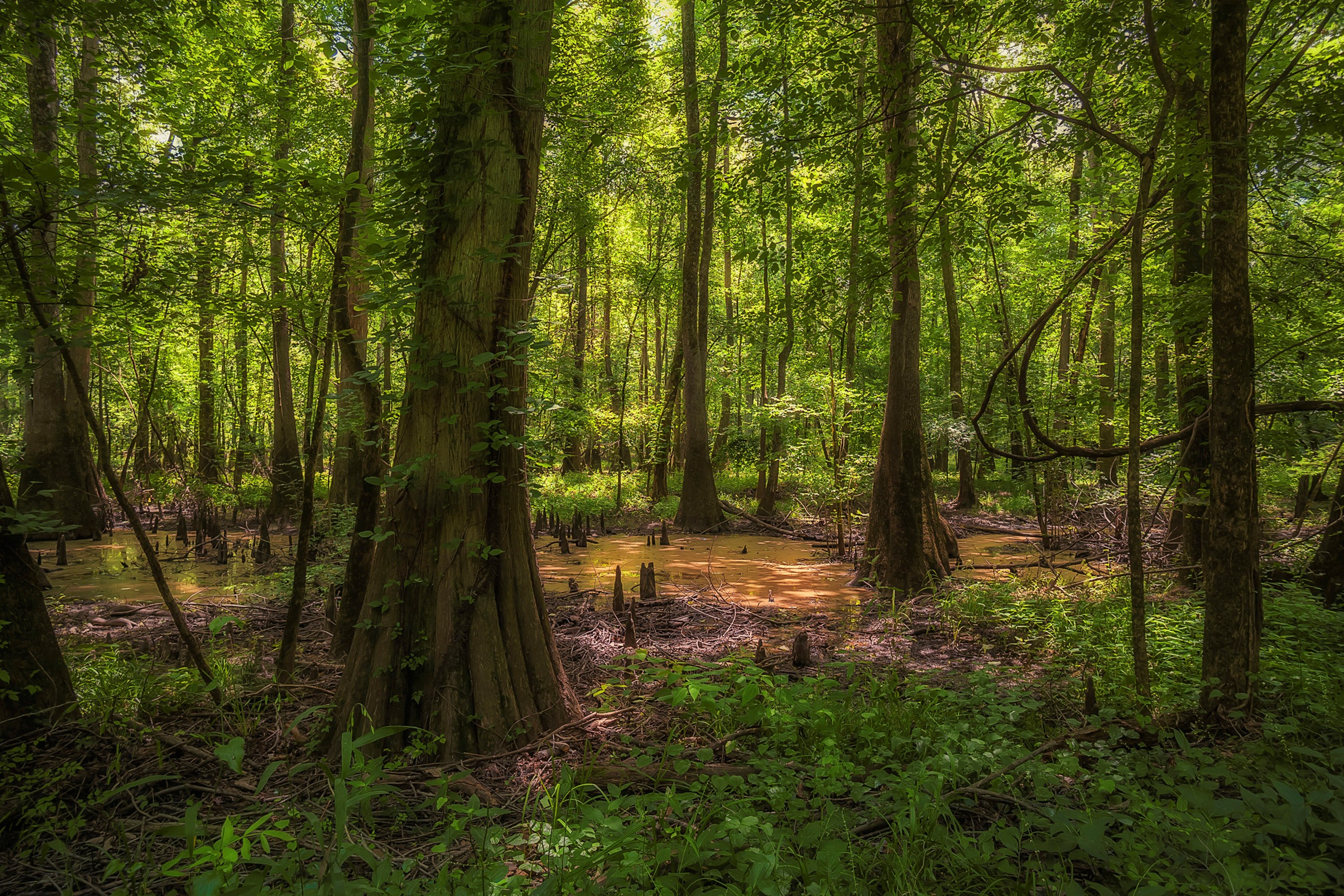 Каролинский лес штат Каролина