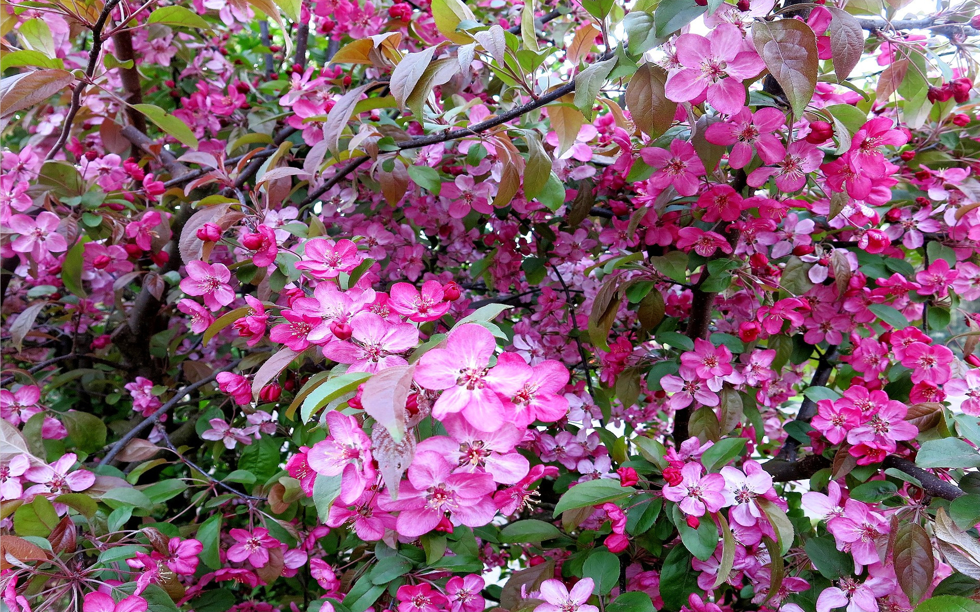 Download mobile wallpaper Flowers, Flower, Branch, Earth, Spring, Blossom, Pink Flower for free.