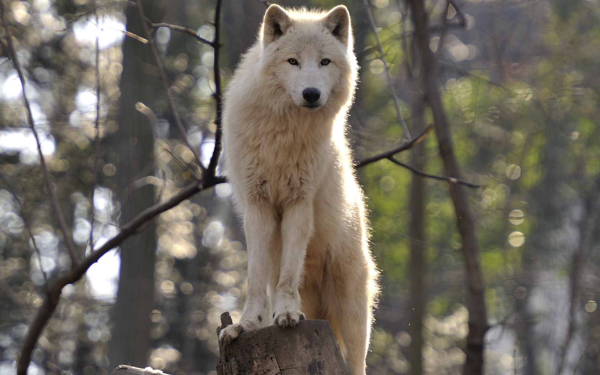 белые волки фото животных