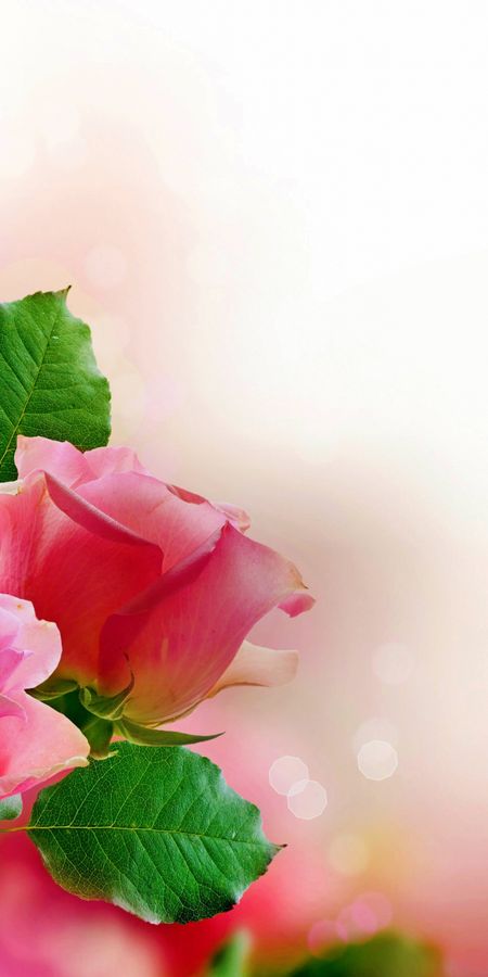 Восхитительно нежный. Розовые розы открытка с днем рождения. Нежность розы. Розы обои.
