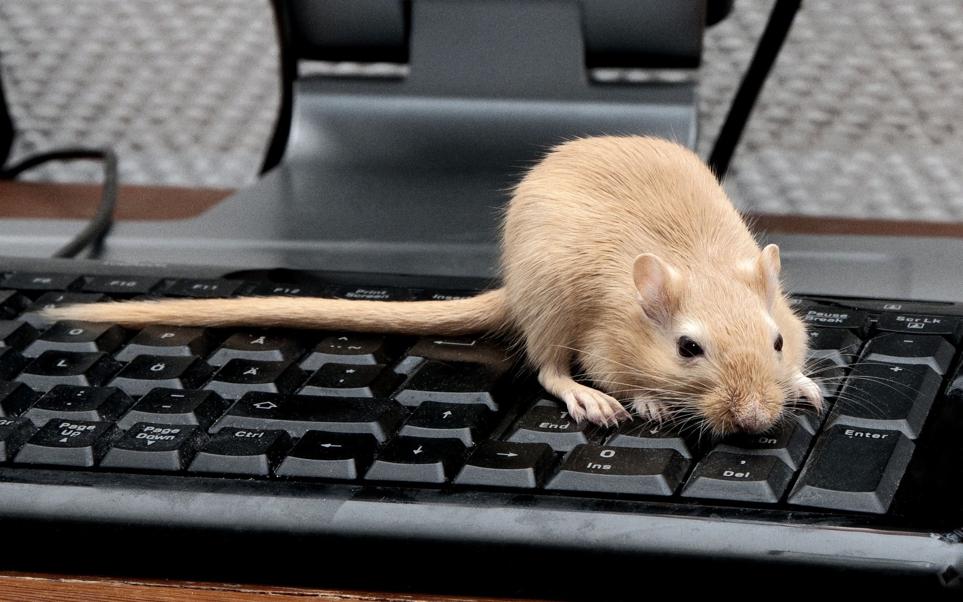 мышь не работает на коврике но работает на столе