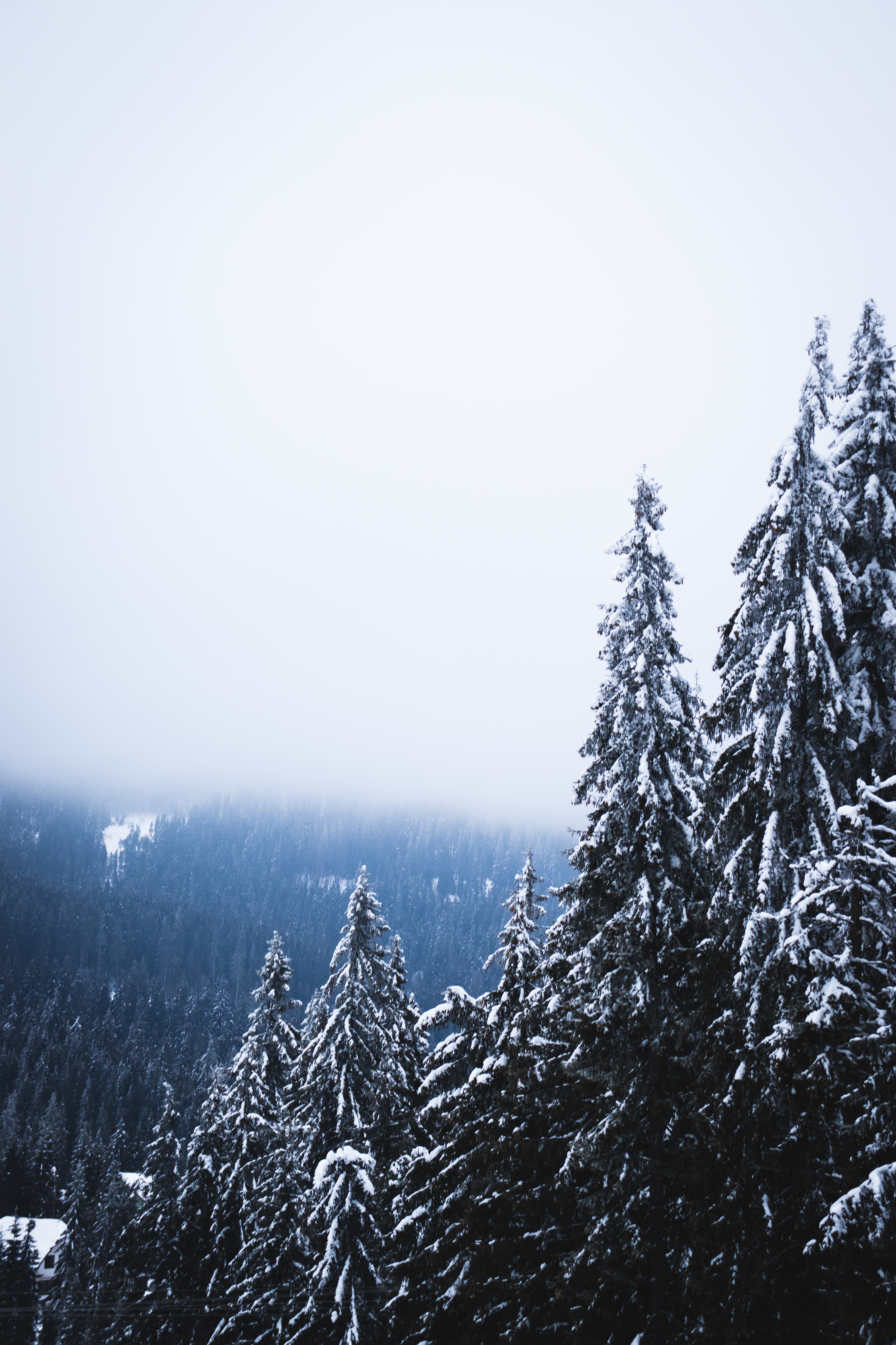 Download mobile wallpaper Fog, Pine, Forest, Trees, Nature, Snow for free.