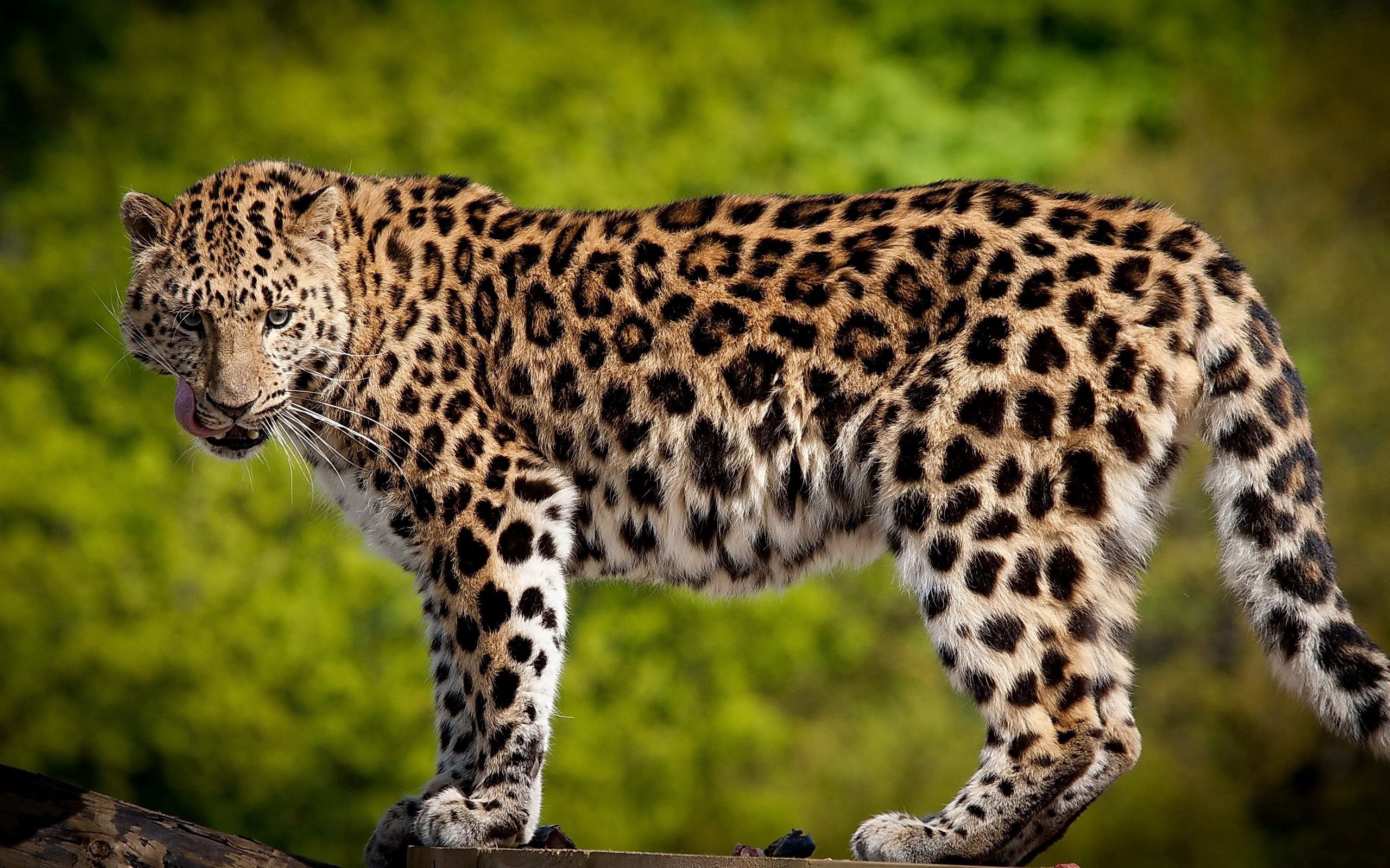 Зеленчатый леопард