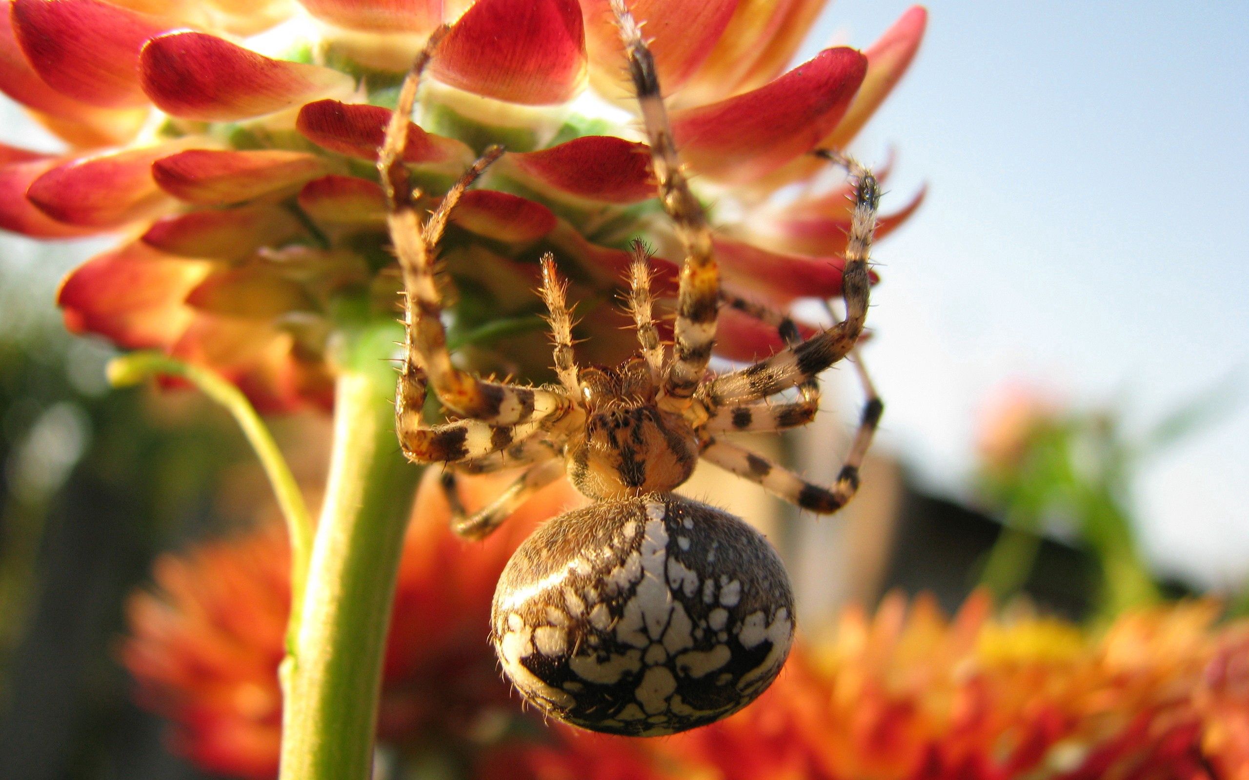 Mobile wallpaper flower, macro, crawl, large, big, spider