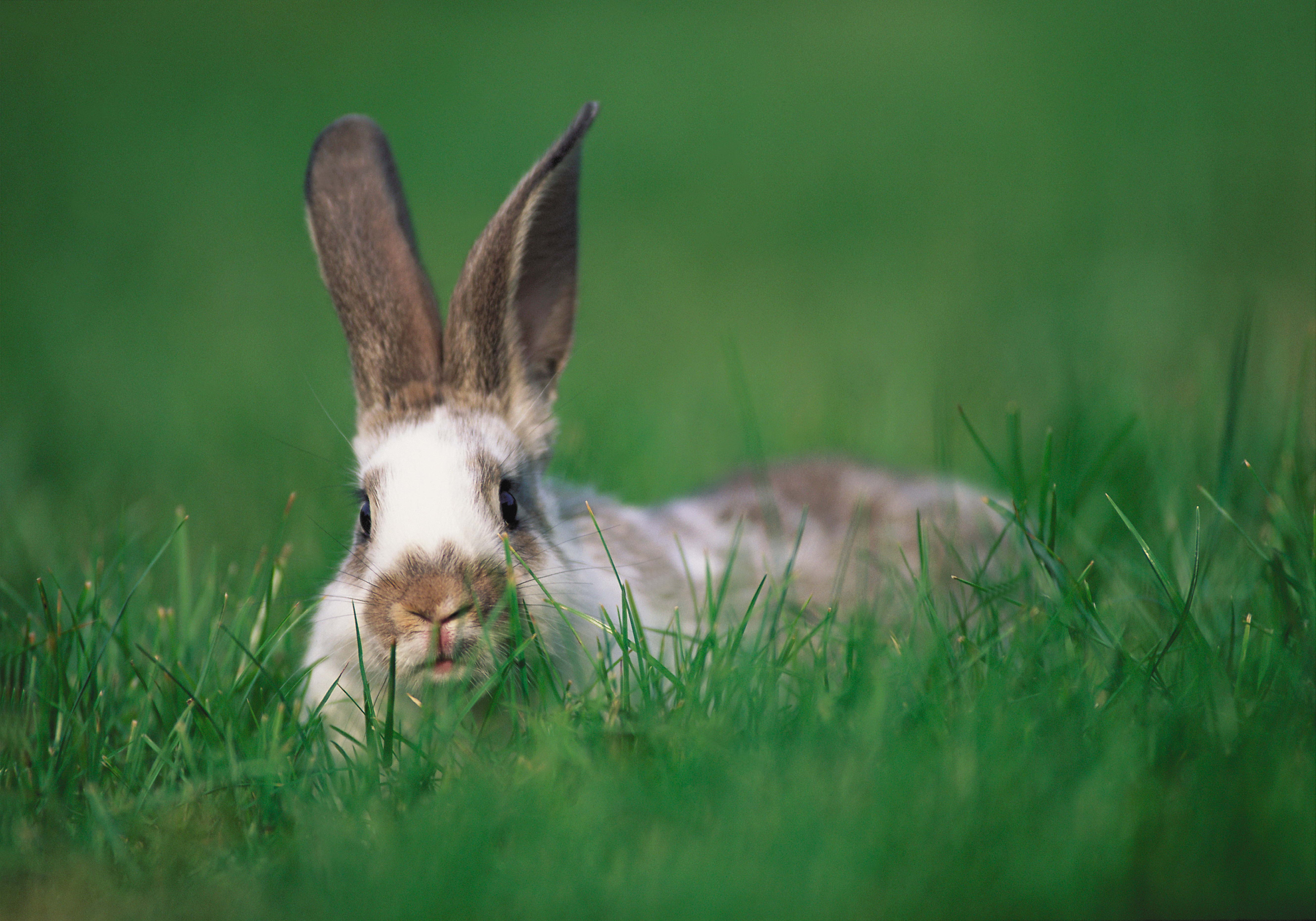 animals, grass, ears, rabbit, hide and seek mobile wallpaper