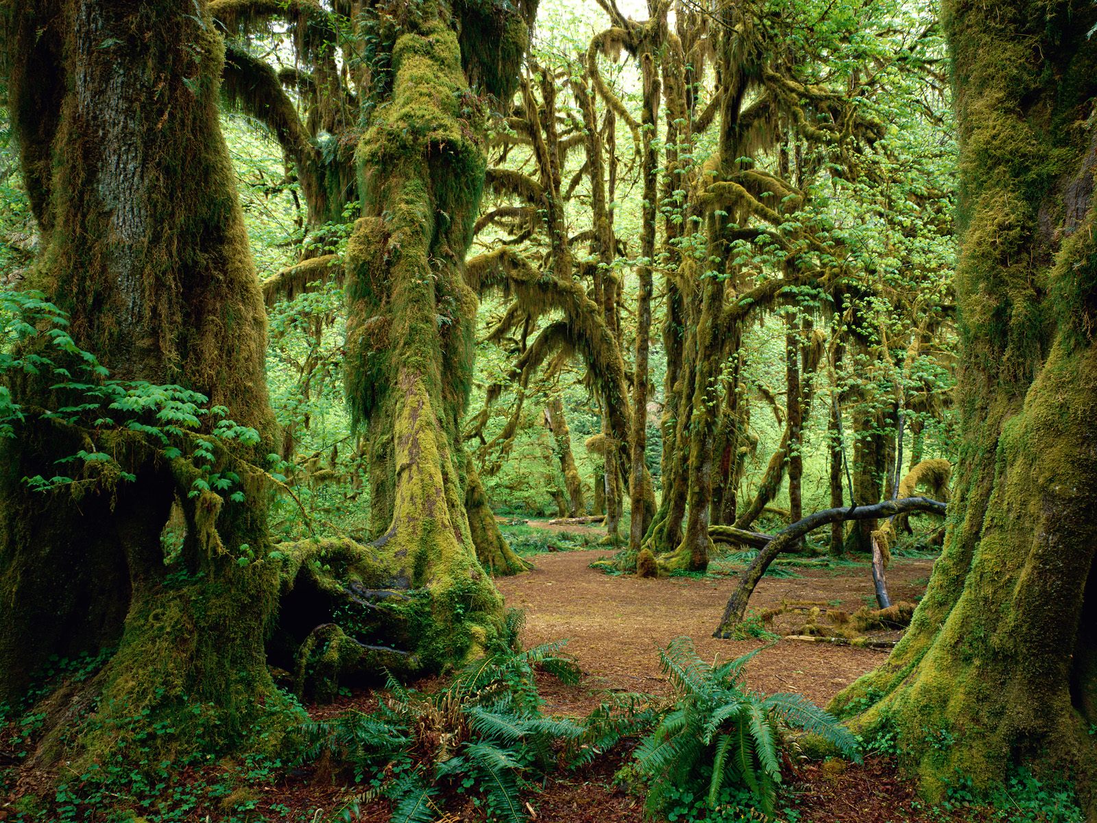 tree, moss, forest, earth, fern, trunk 1080p