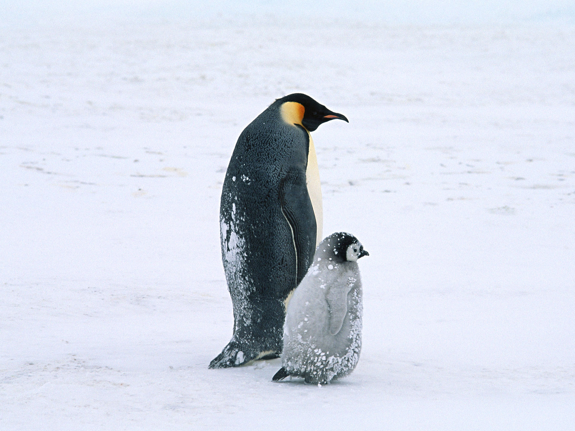 penguin, animal, bird, chick, earth, emperor penguin, nature, winter, birds QHD