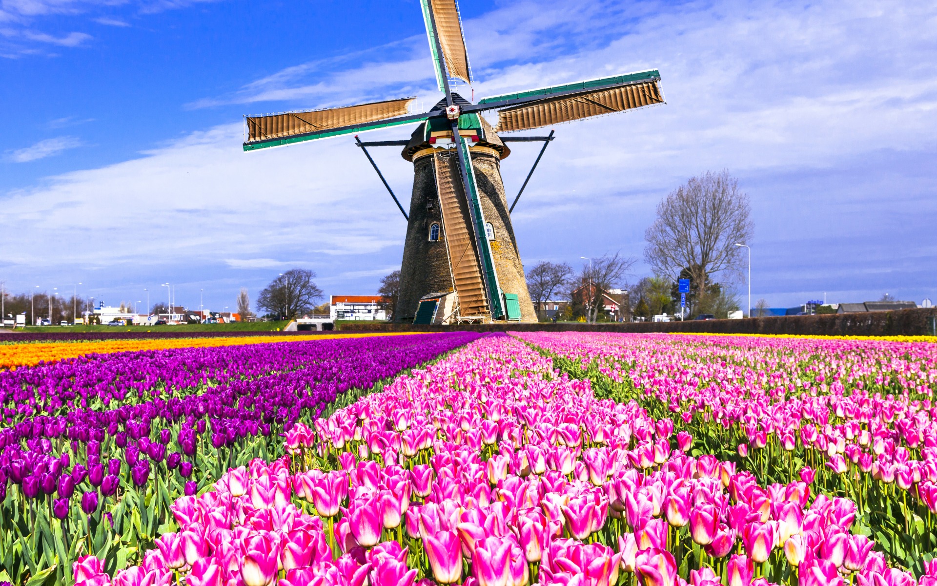 man made, windmill, field, flower, mill, pink flower, tulip 5K