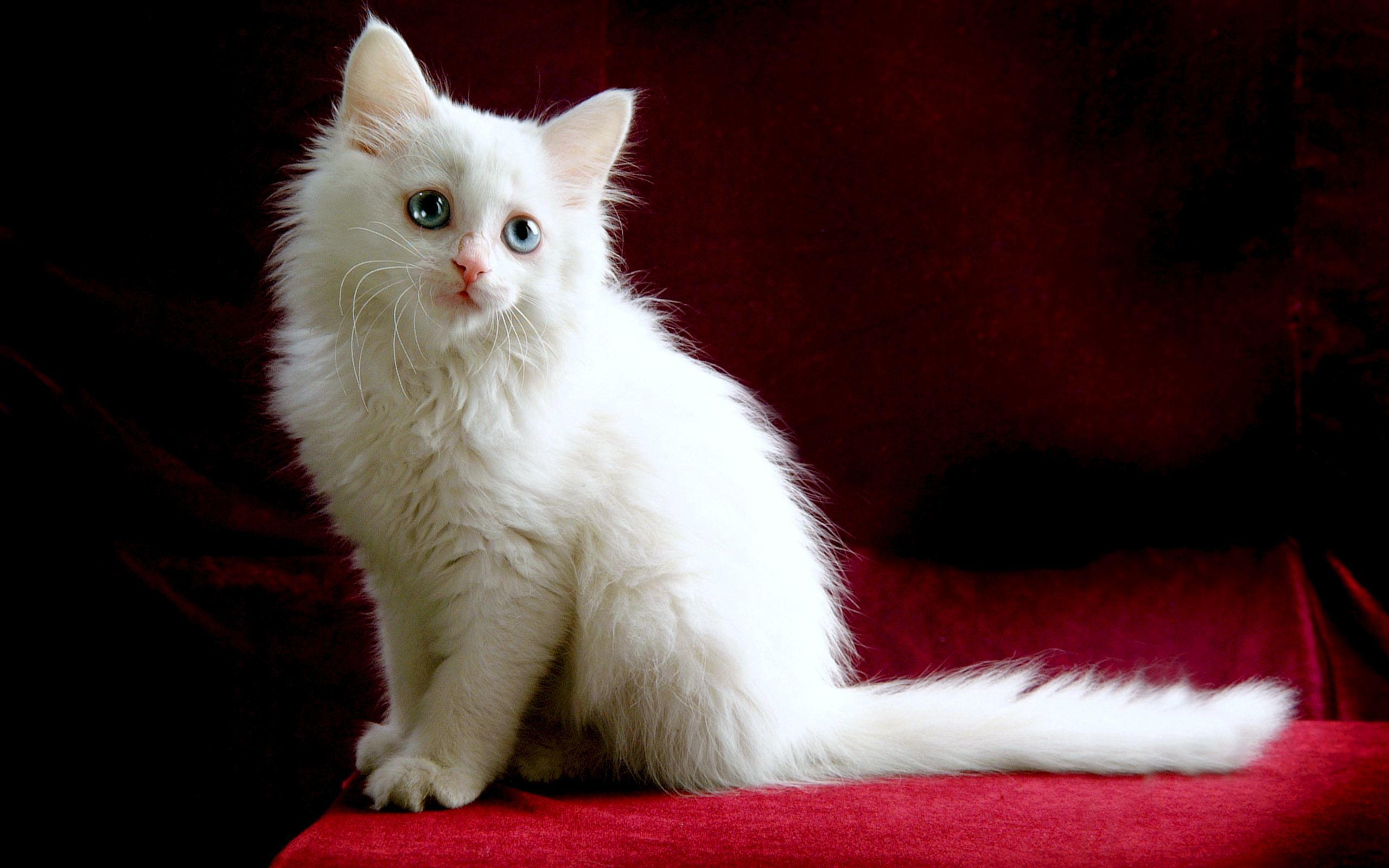 Белый Кот Порода