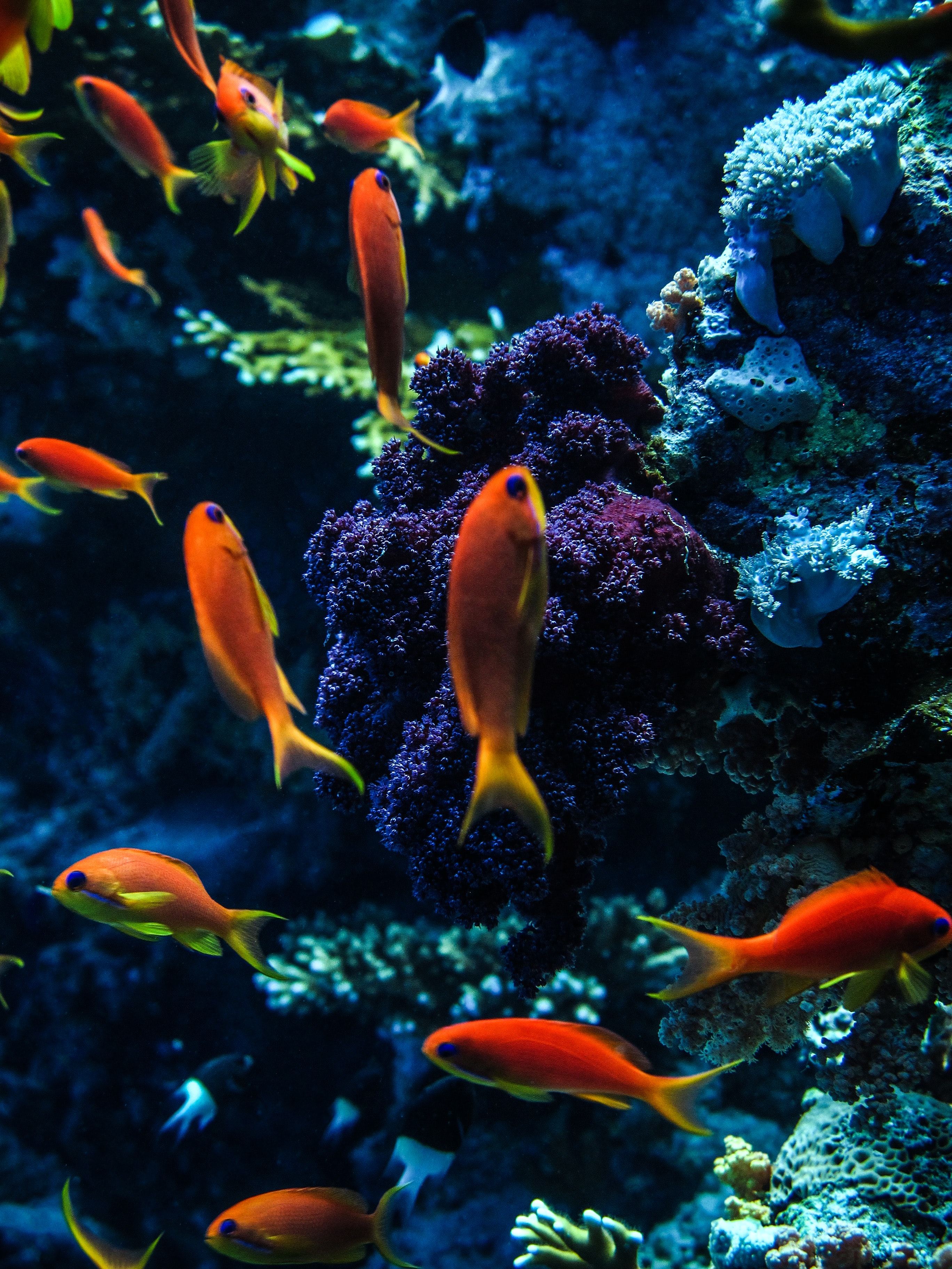 121943 télécharger le fond d'écran coraux, aquarium, poissons, animaux, eau - économiseurs d'écran et images gratuitement